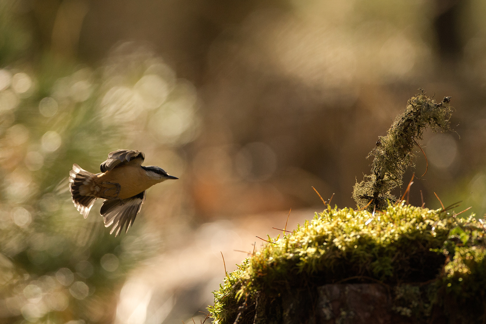 Canon EOS-1D X + Canon EF 500mm F4L IS USM sample photo. Editar photography