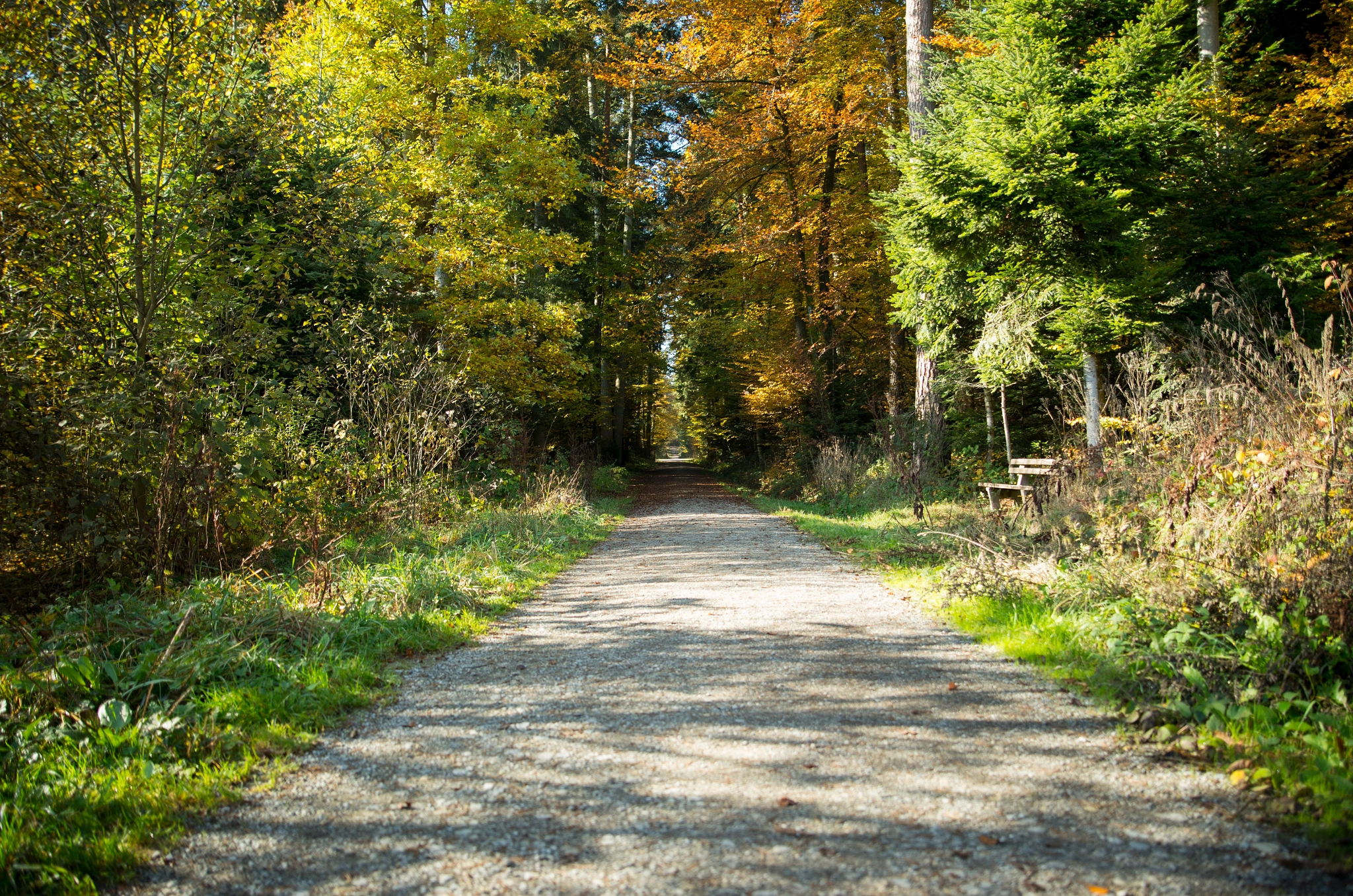 Pentax K-30 sample photo. Forest track 1 photography