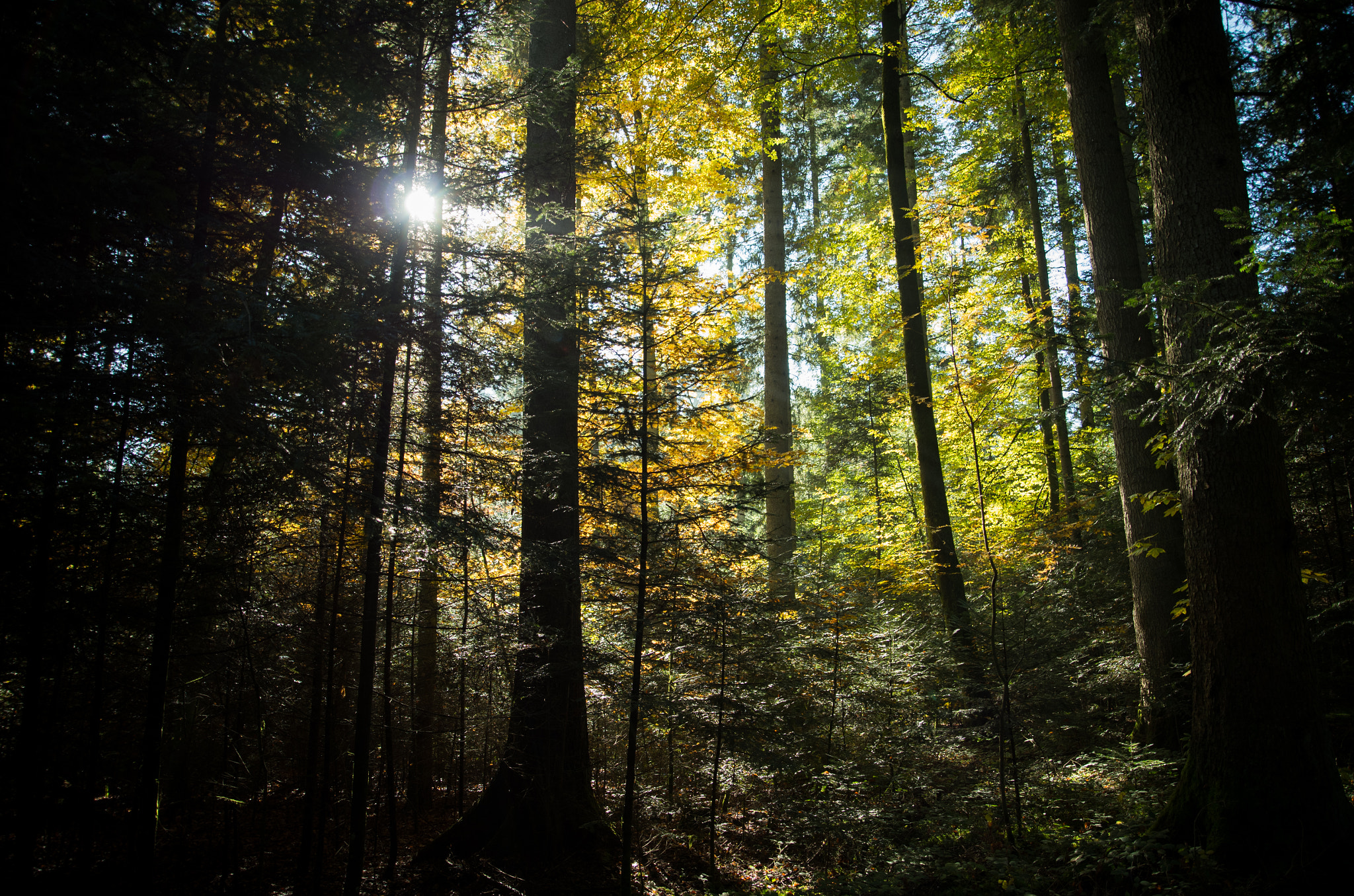 Pentax K-30 + A Series Lens sample photo. Forest 1 photography