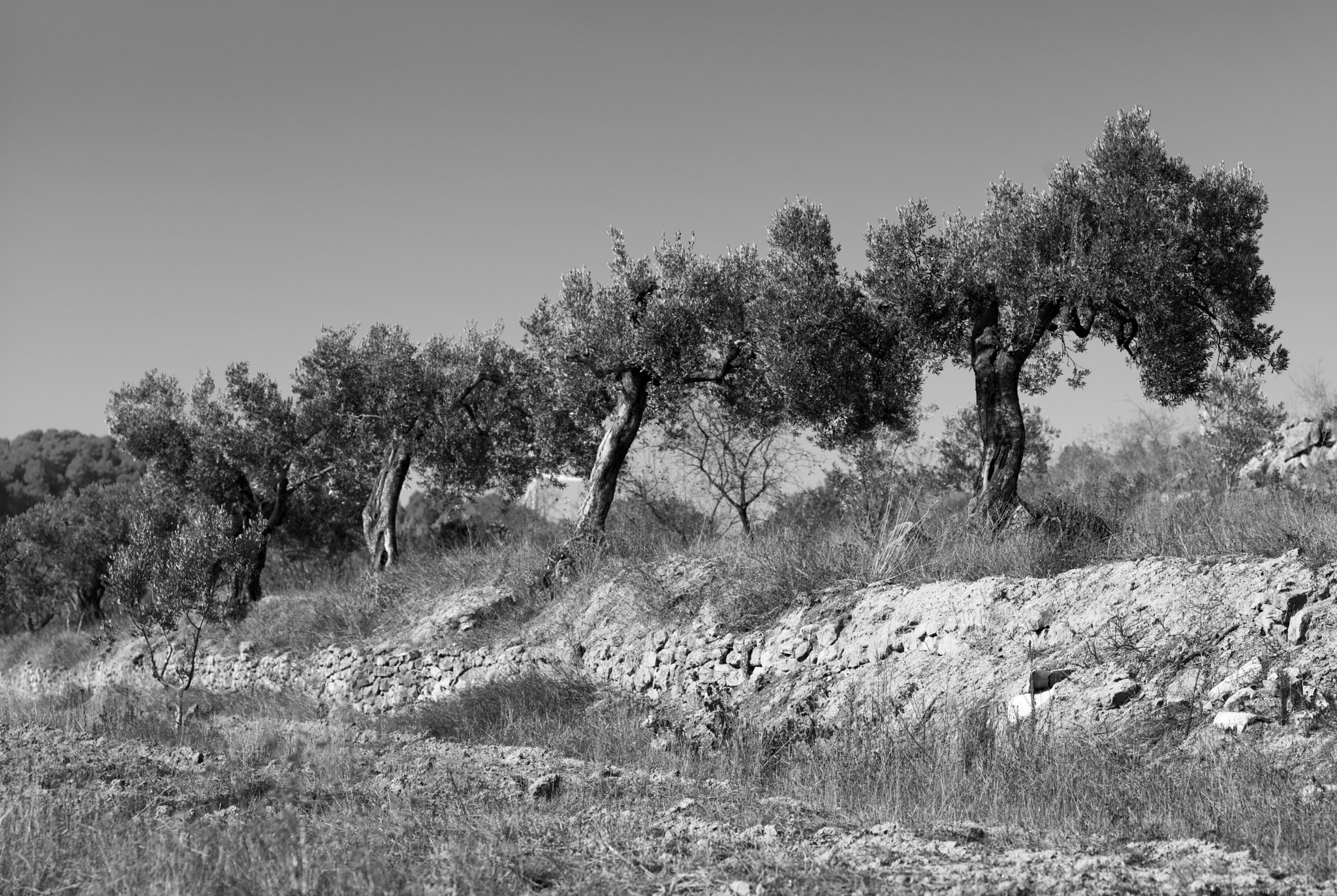 Leica APO-Summicron-M 90mm F2 ASPH sample photo. Terra alta - olive trees photography