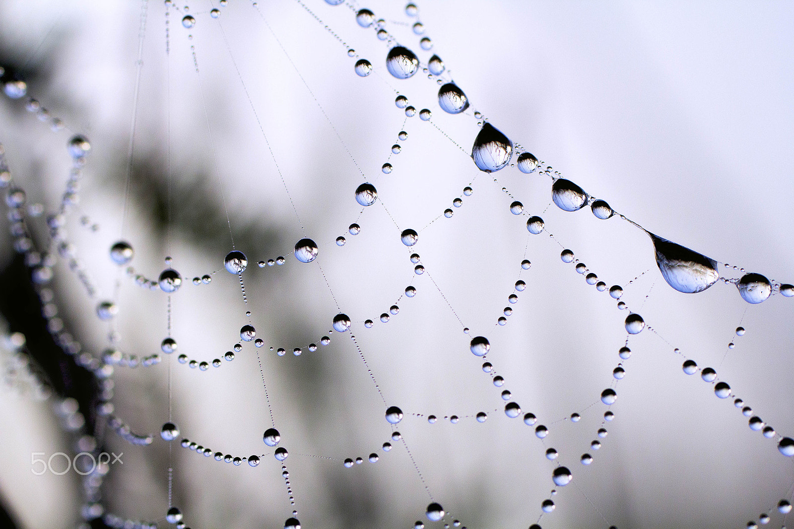 Canon EOS 60D + Canon EF 50mm F2.5 Macro sample photo. Morning web photography