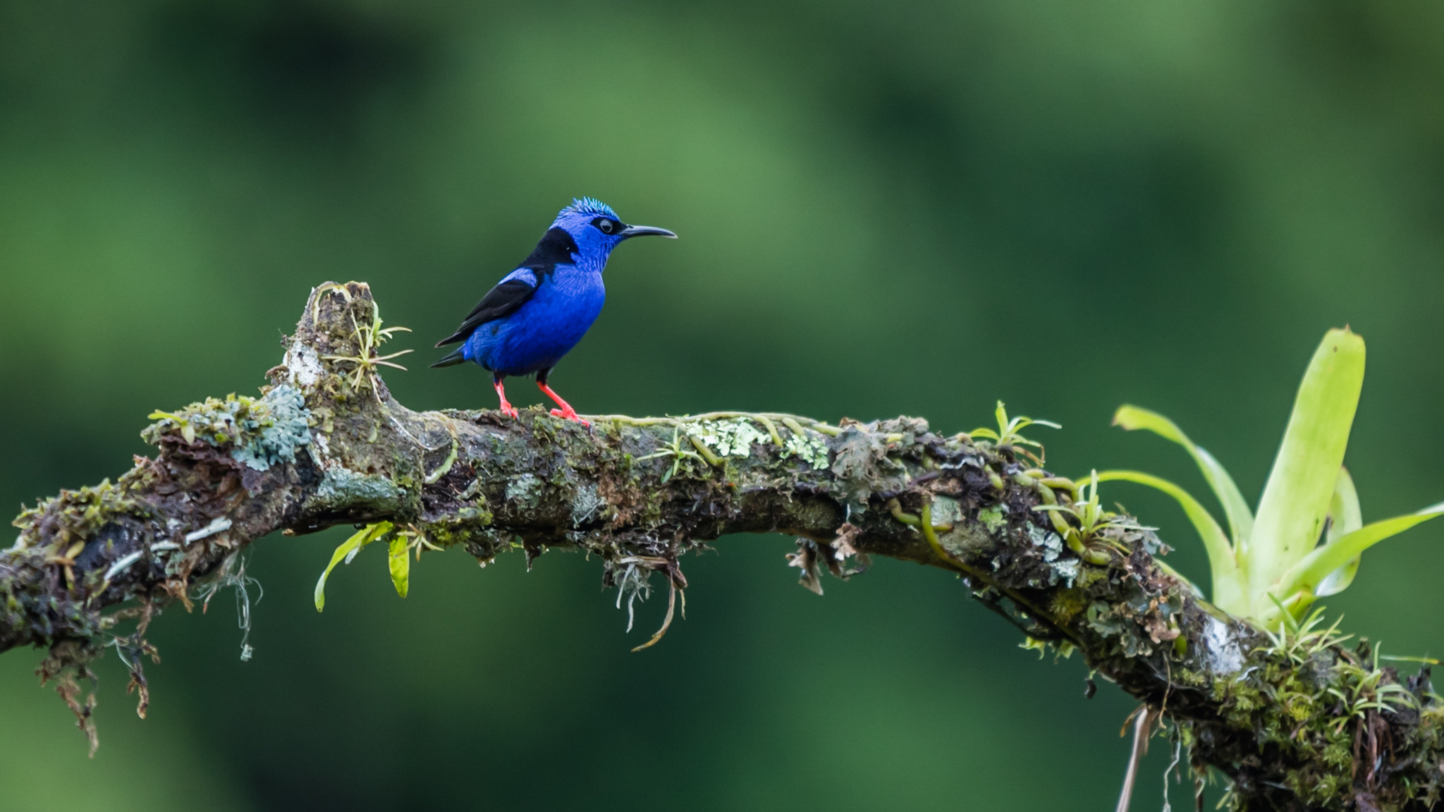 Canon EOS 5DS R + Canon EF 70-200mm F2.8L IS II USM sample photo. Azur-naschvogel (shining honeycreeper, cyanerpes l photography