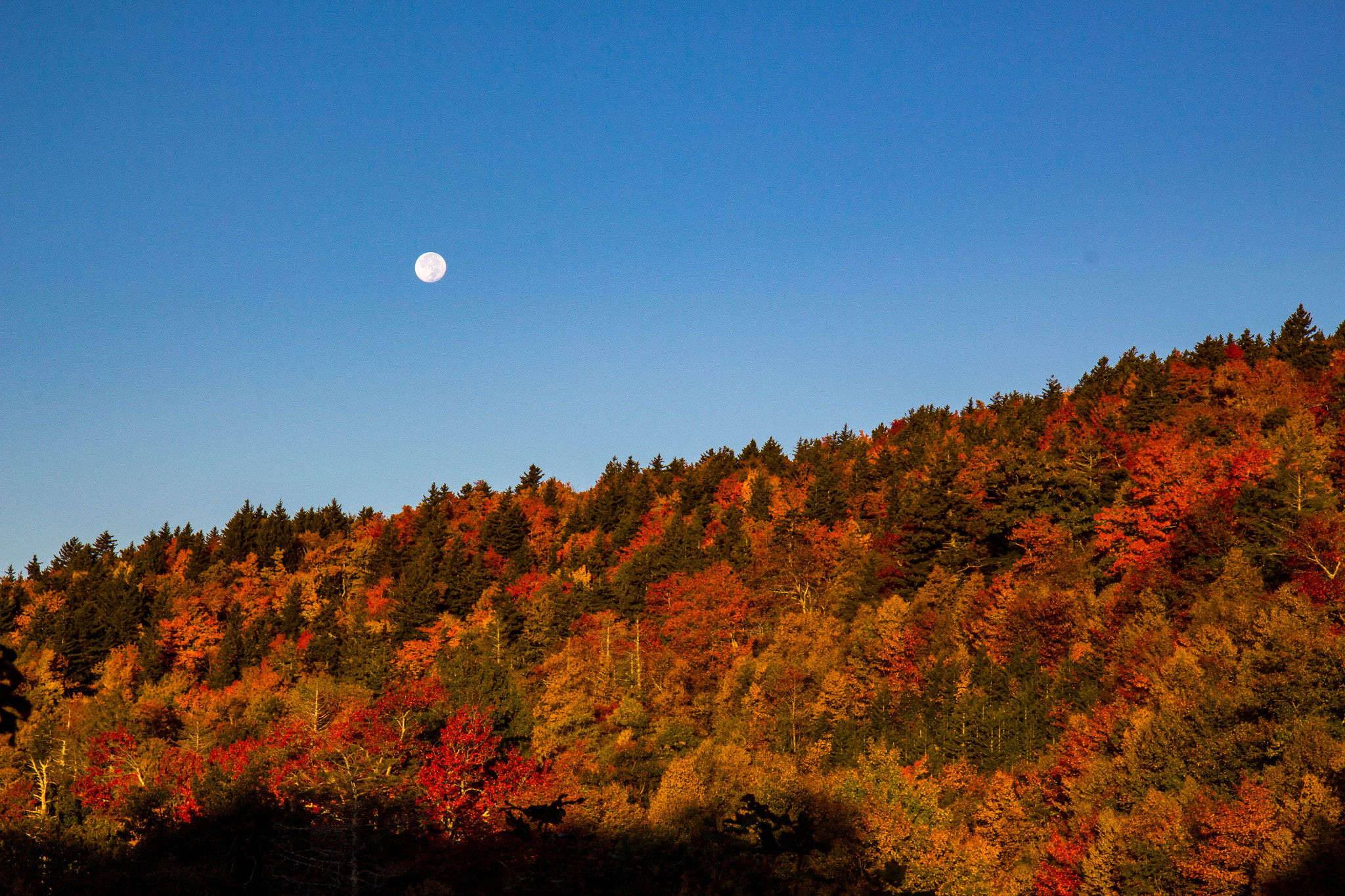 Canon EF-S 17-55mm F2.8 IS USM sample photo. Img photography