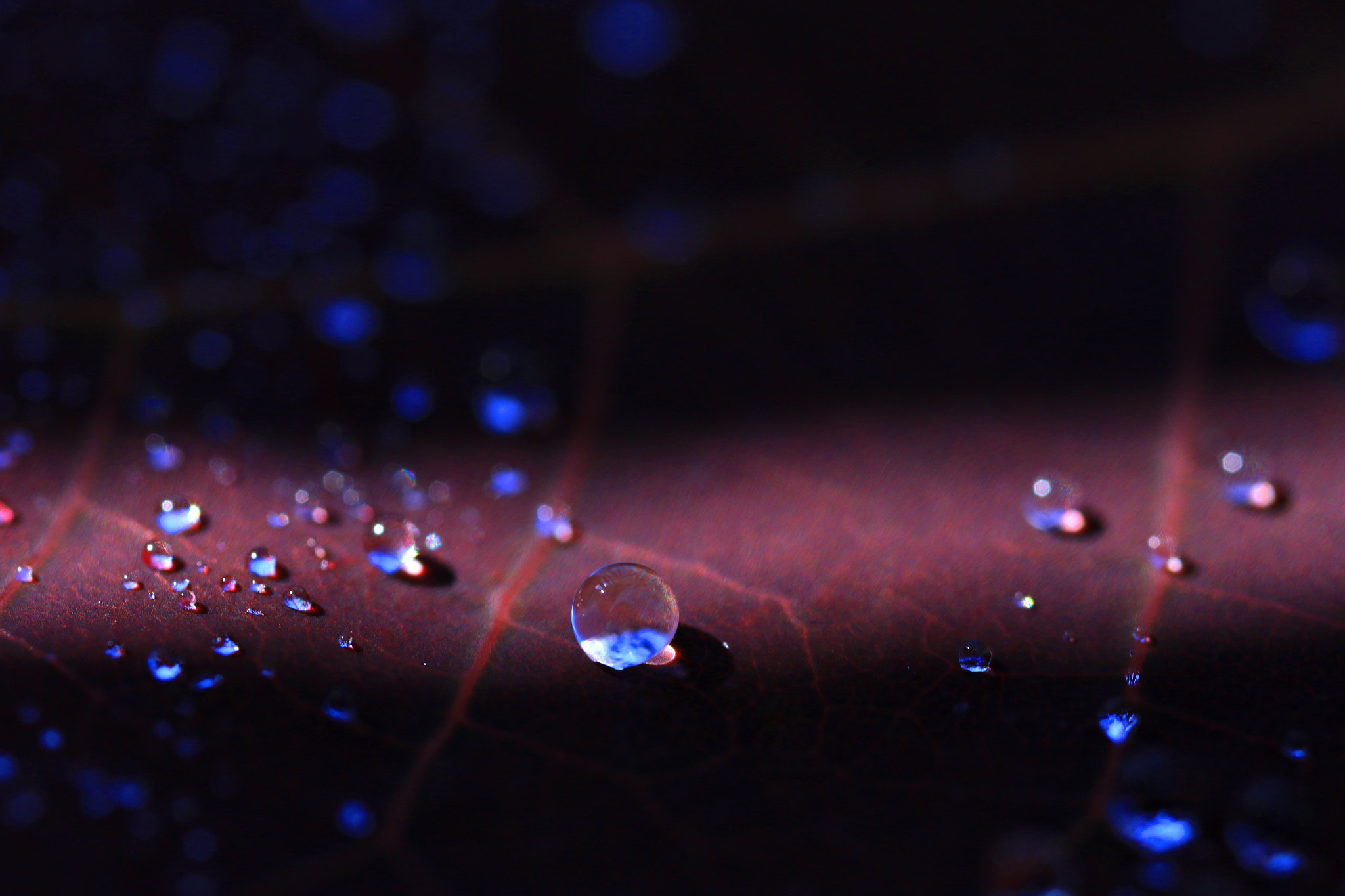 Canon MP-E 65mm F2.5 1-5x Macro Photo sample photo. Drops art photography