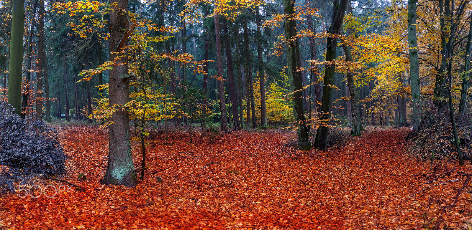 Canon EOS 5D + Canon EF 40mm F2.8 STM sample photo. Forest color panorama photography