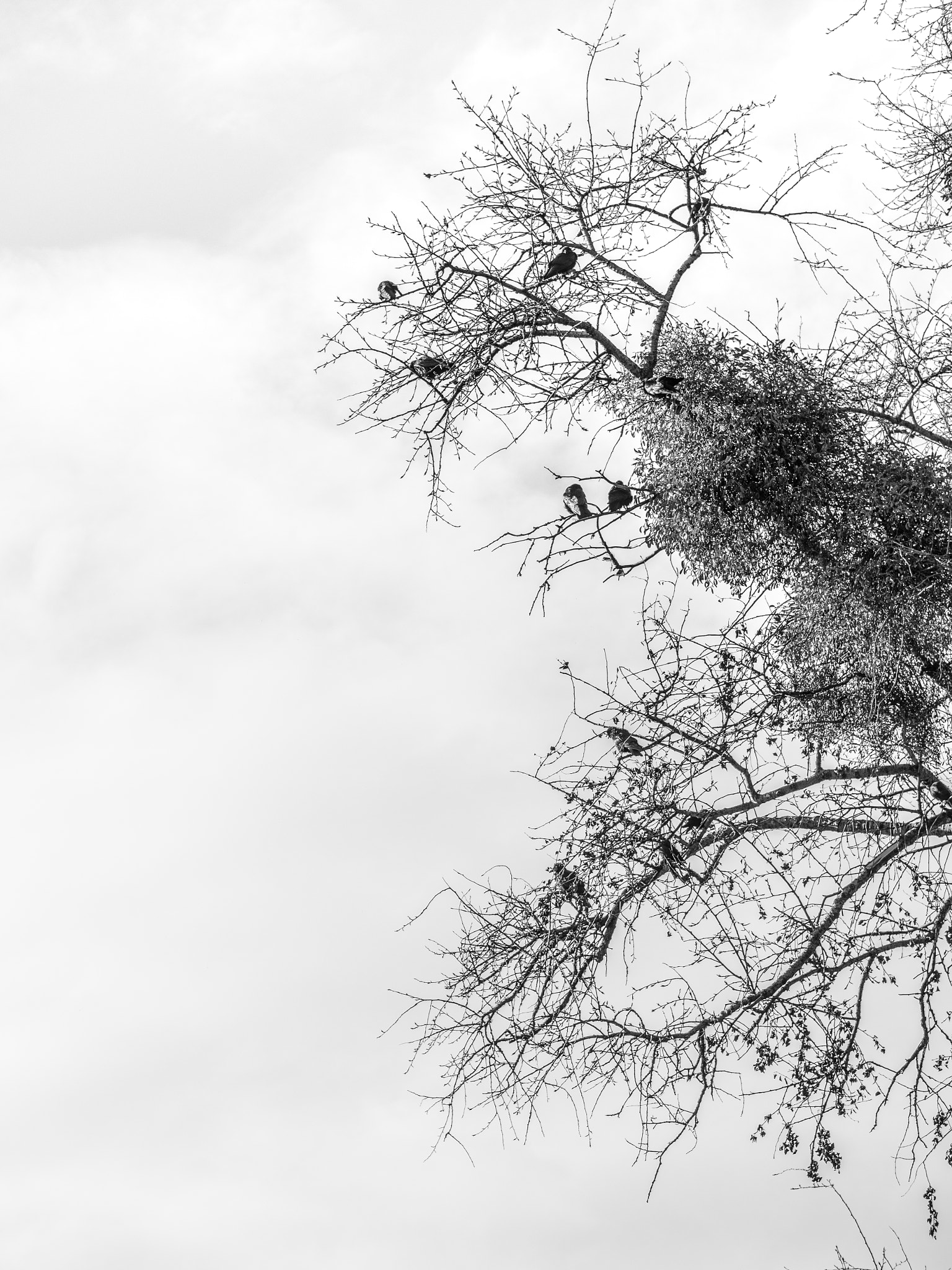 Panasonic Lumix G 42.5mm F1.7 ASPH Power OIS sample photo. Crows photography