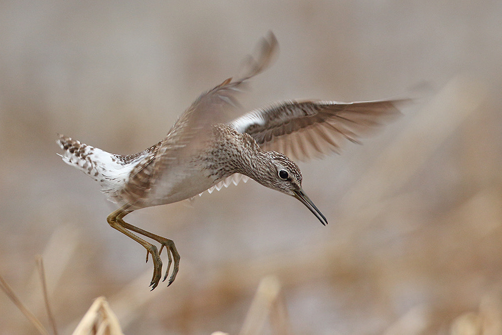 Canon EOS 7D Mark II + Canon EF 600mm f/4L IS sample photo. Wood sandpiper about to get lucky photography