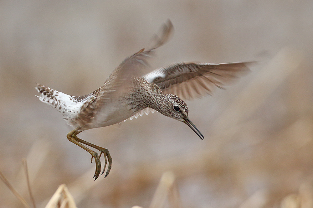 Canon EF 600mm f/4L IS sample photo. Wood sandpiper about to get lucky photography