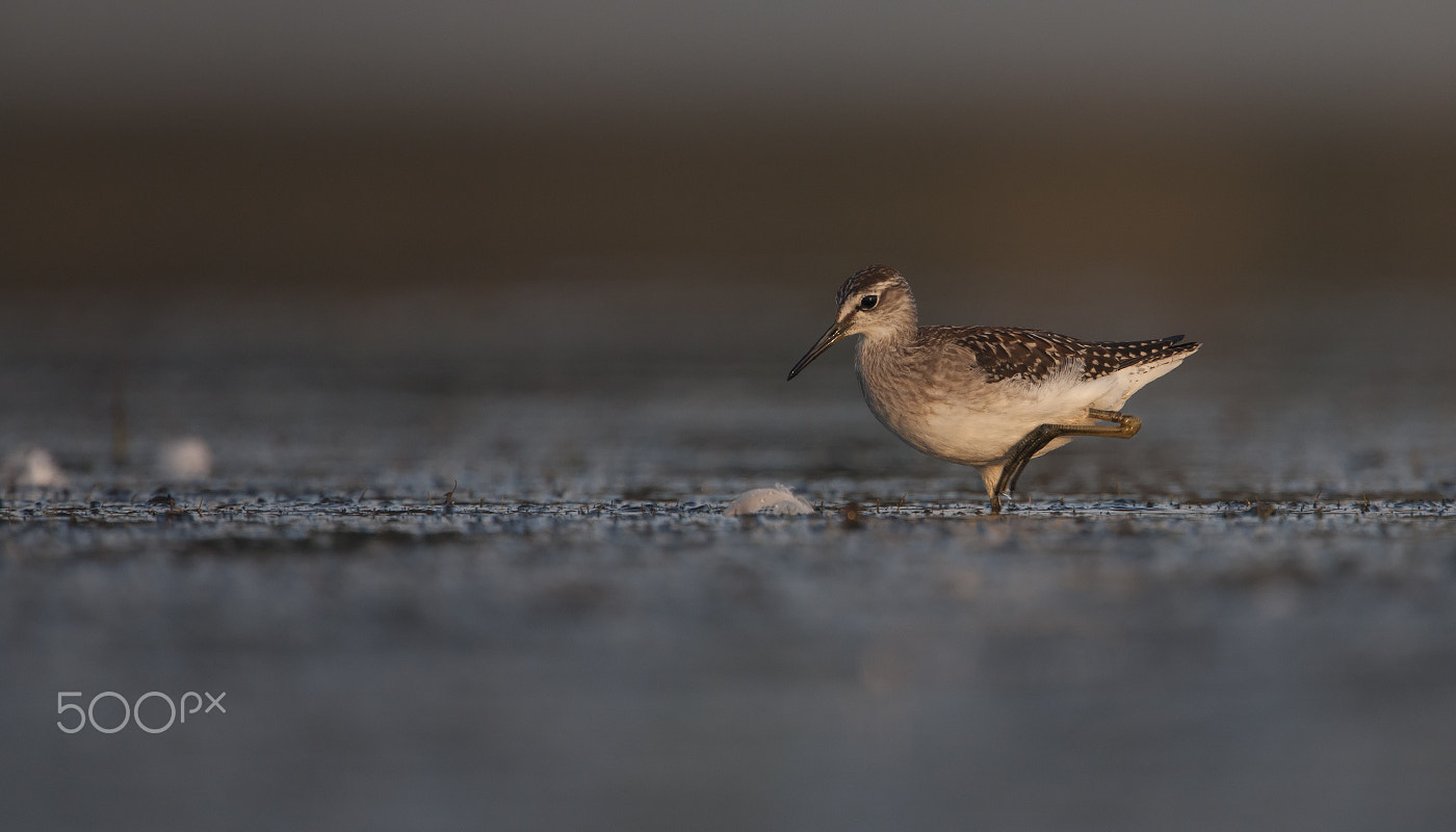 Canon EOS-1Ds Mark III + Canon EF 500mm F4L IS USM sample photo. Wood sandpiper foraging photography