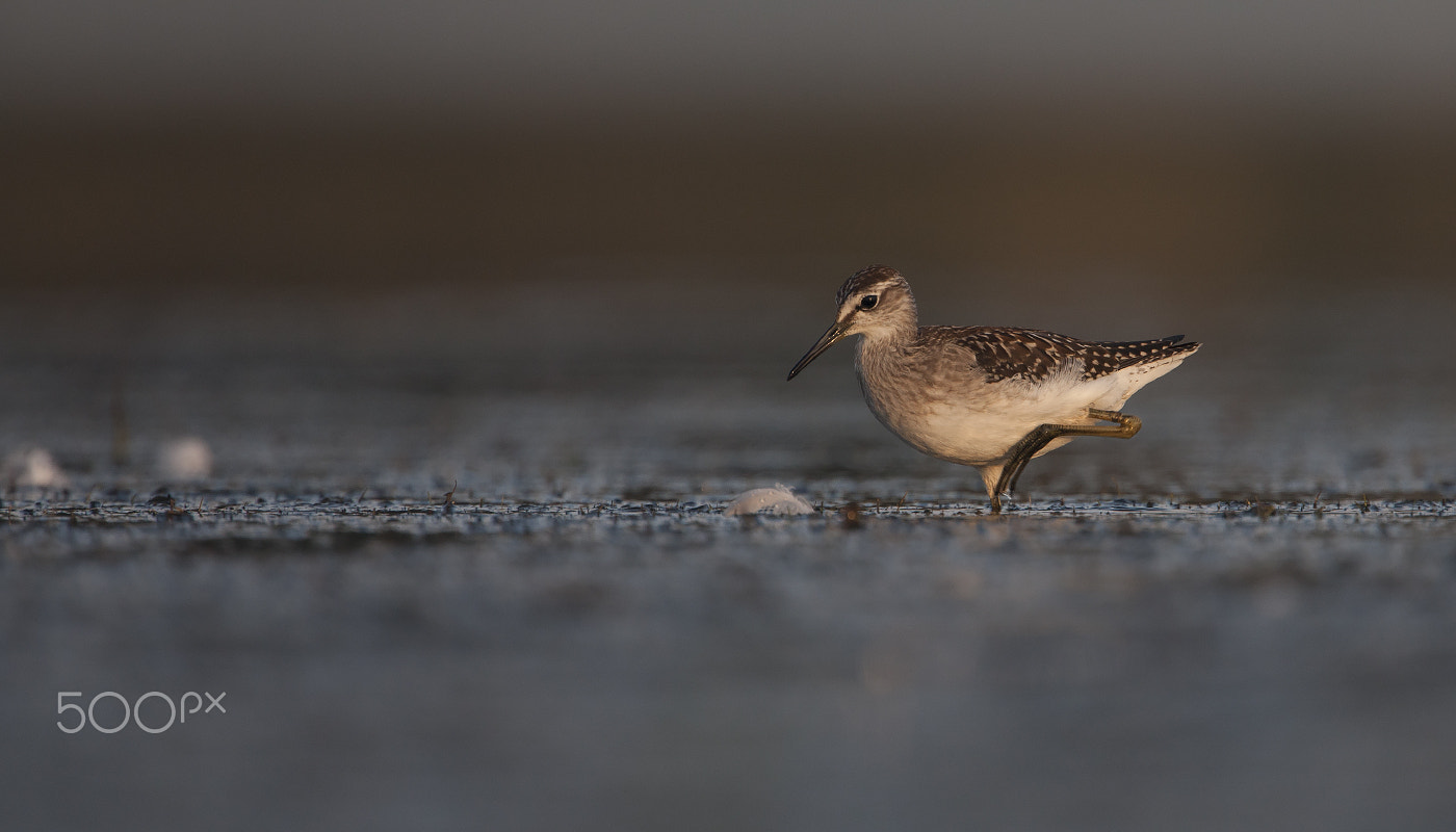 Canon EF 500mm F4L IS USM sample photo. Wood sandpiper foraging photography