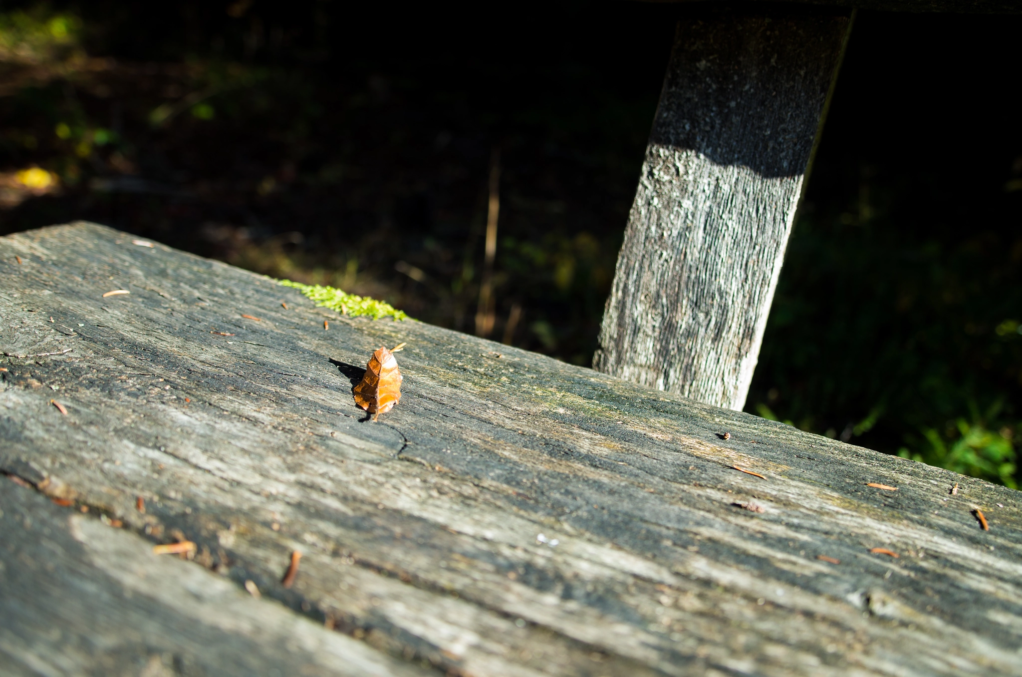 Pentax K-30 + A Series Lens sample photo. Bank in the forest photography