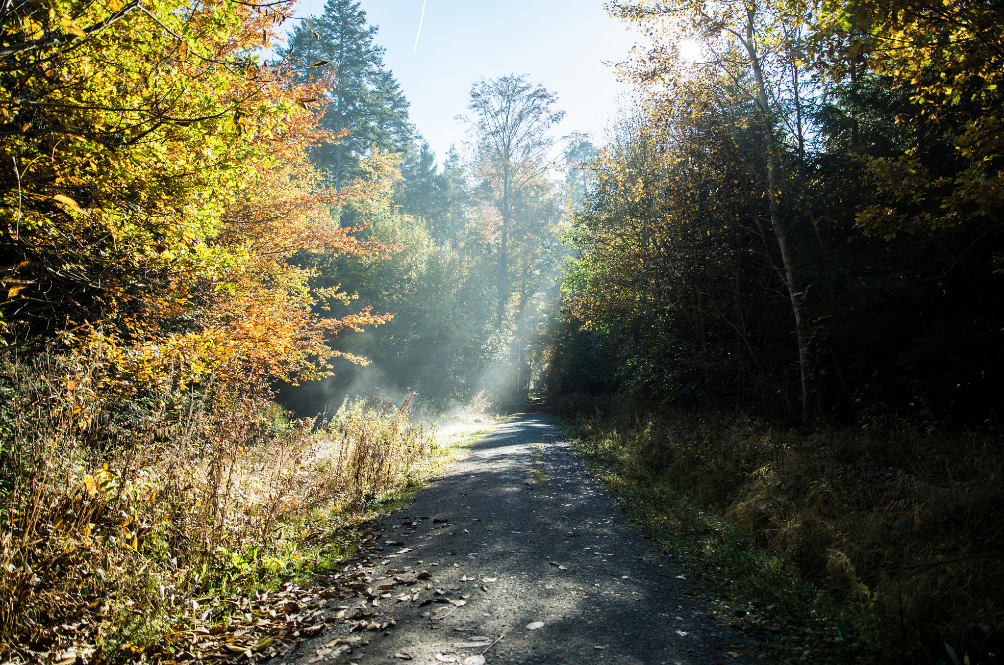 Pentax K-30 + A Series Lens sample photo. Forest track 2 photography