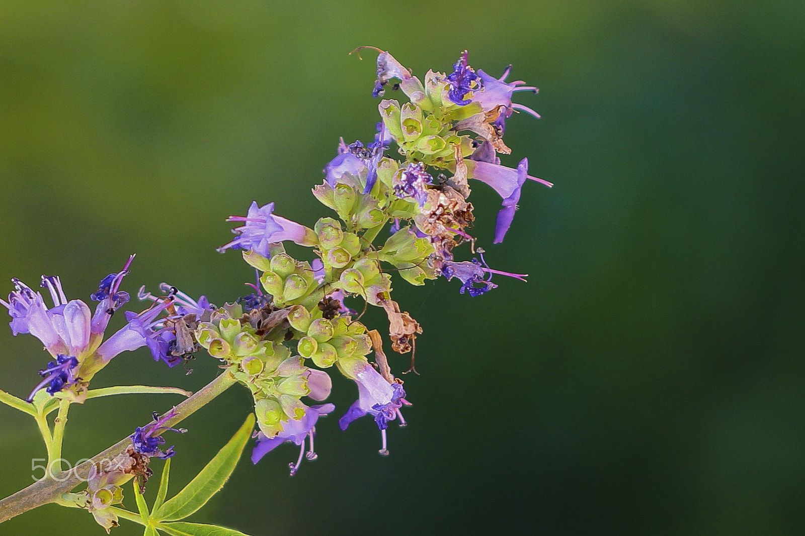 Canon EOS 100D (EOS Rebel SL1 / EOS Kiss X7) + Canon EF 50mm F1.8 II sample photo. Wildflower photography