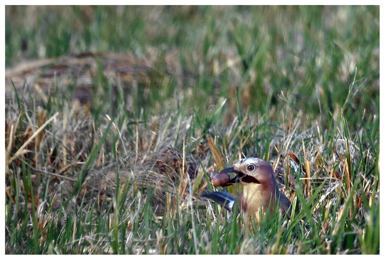 Sony ILCA-77M2 sample photo. Jay with acorn photography