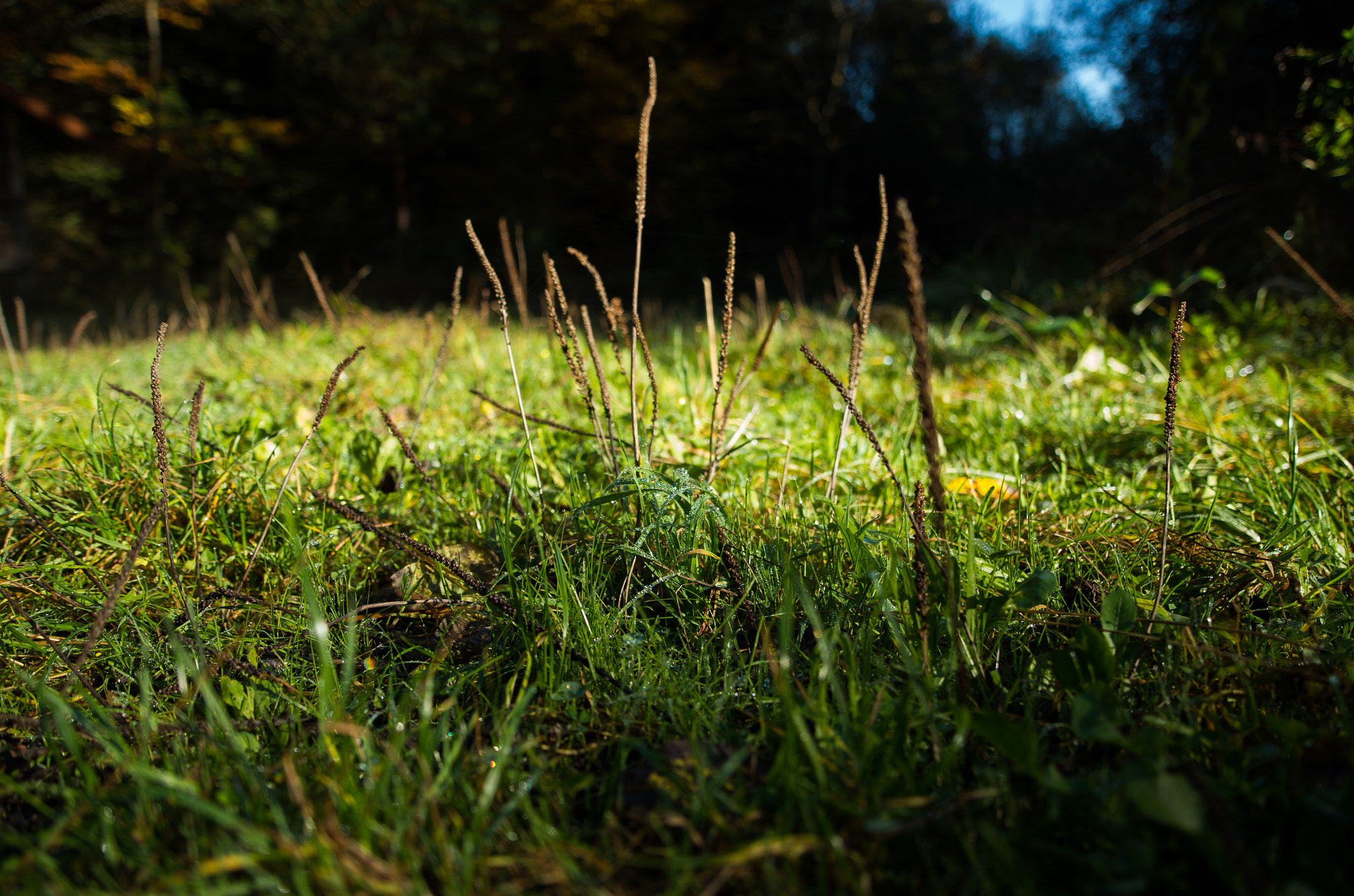 Pentax K-30 + A Series Lens sample photo. Grass photography