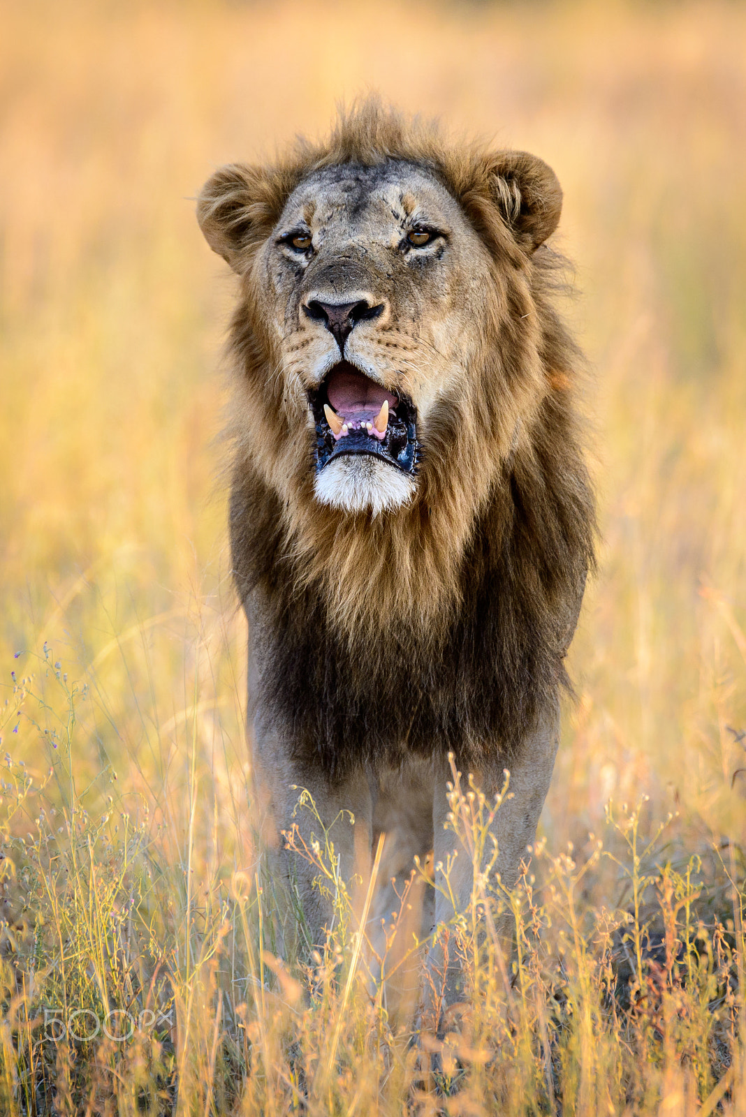 Nikon D800 sample photo. Attitude photography