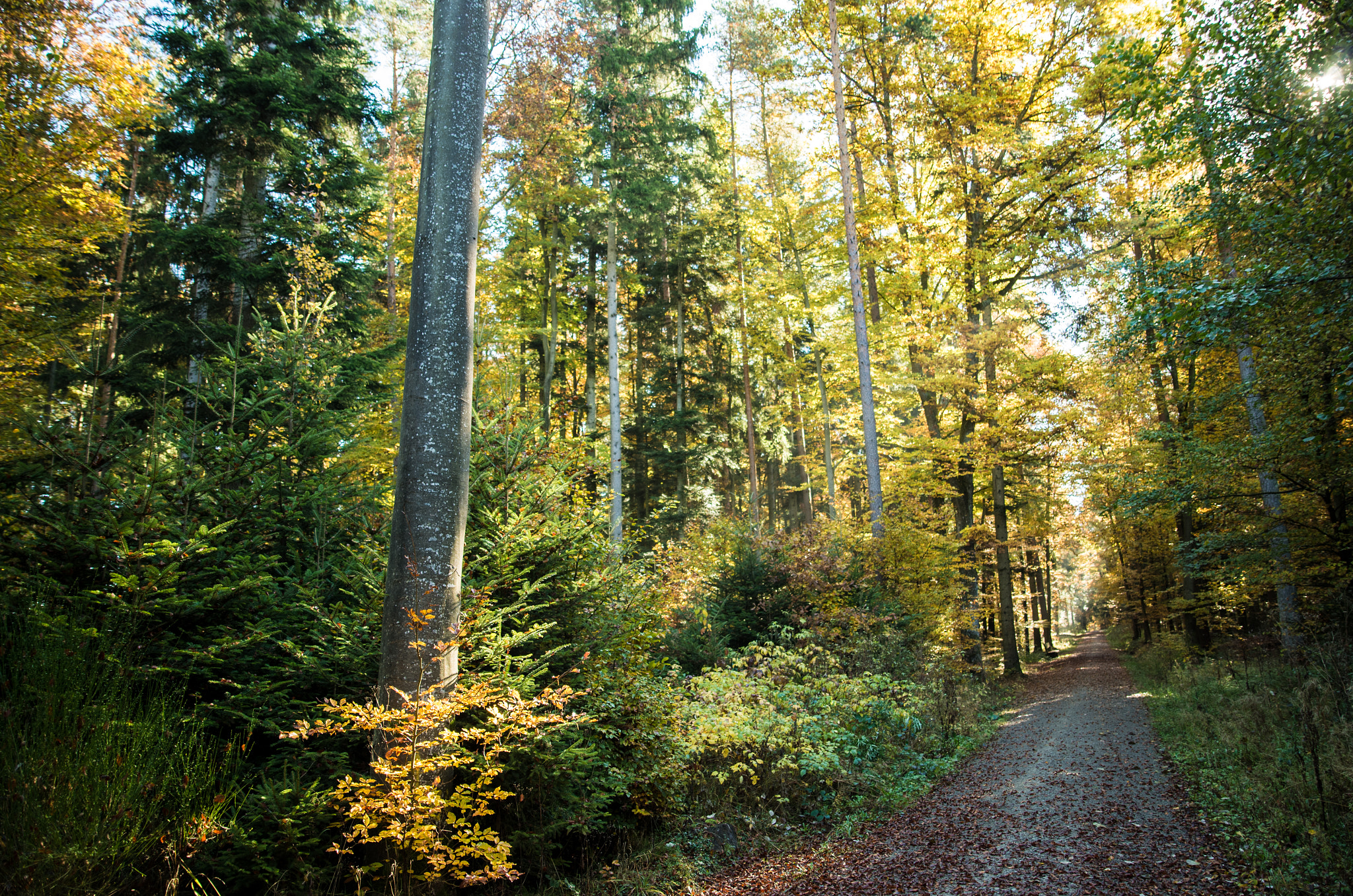 Pentax K-30 sample photo. Forest track 3 photography