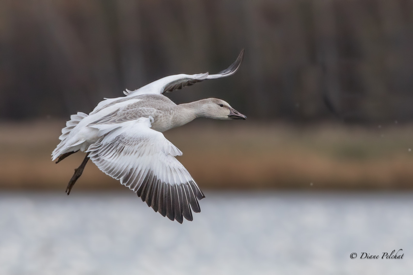 Canon EOS 7D Mark II + Canon EF 300mm F2.8L IS II USM sample photo. Juvenile snow goose photography