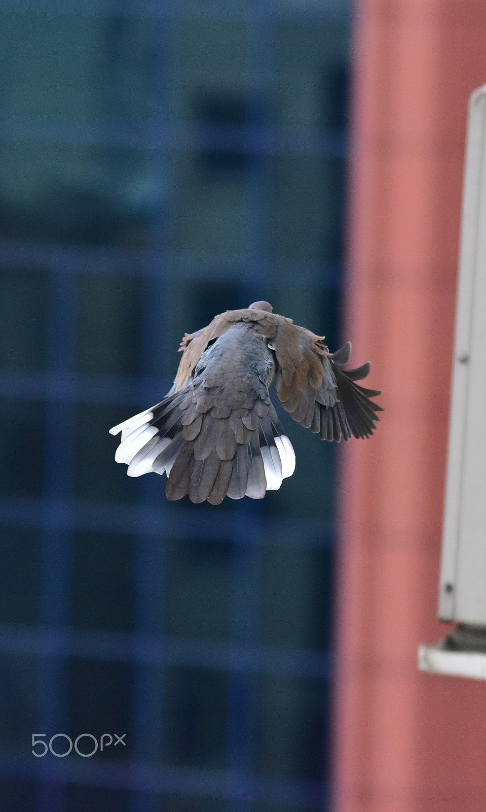 Sigma 150-500mm F5-6.3 DG OS HSM sample photo. Dsc photography