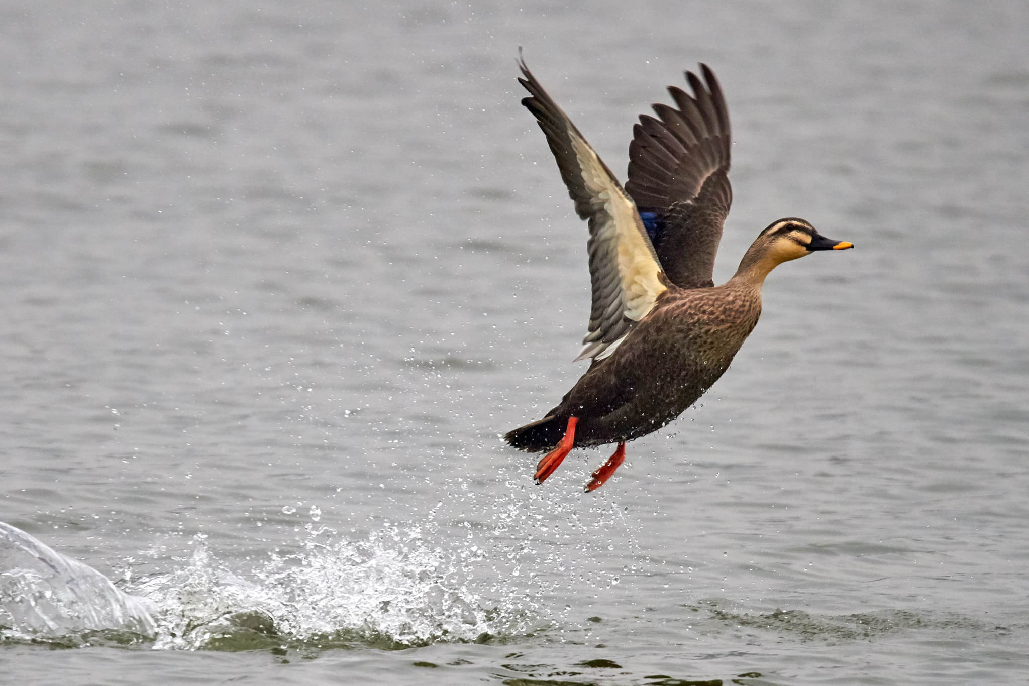 Canon EOS 700D (EOS Rebel T5i / EOS Kiss X7i) + Tamron SP 150-600mm F5-6.3 Di VC USD sample photo. Duck taking off photography