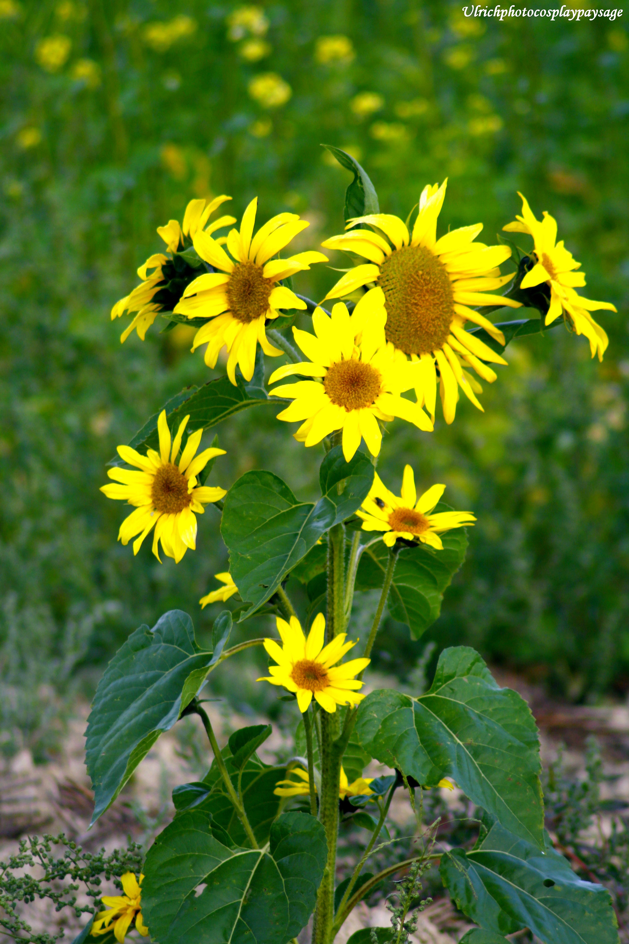 Canon EOS 1000D (EOS Digital Rebel XS / EOS Kiss F) sample photo. Tournesol photography