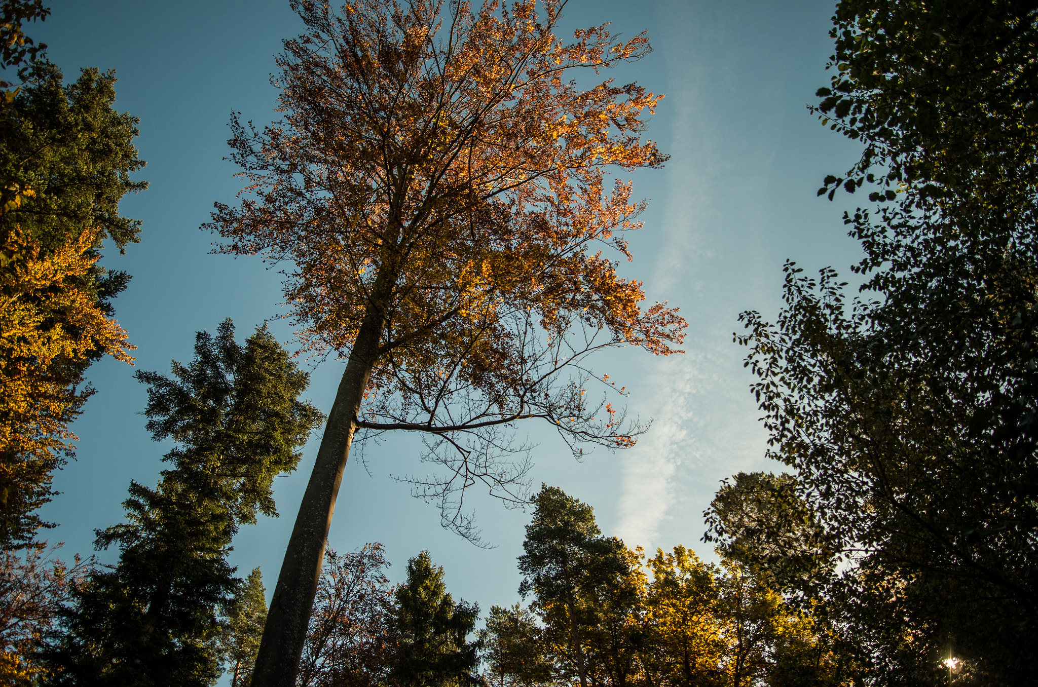 Pentax K-30 sample photo. View into the sky 1 photography