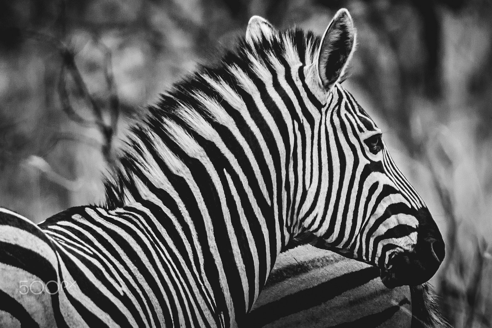 Canon EF 70-200mm F2.8L IS II USM sample photo. South africa 2016 photography