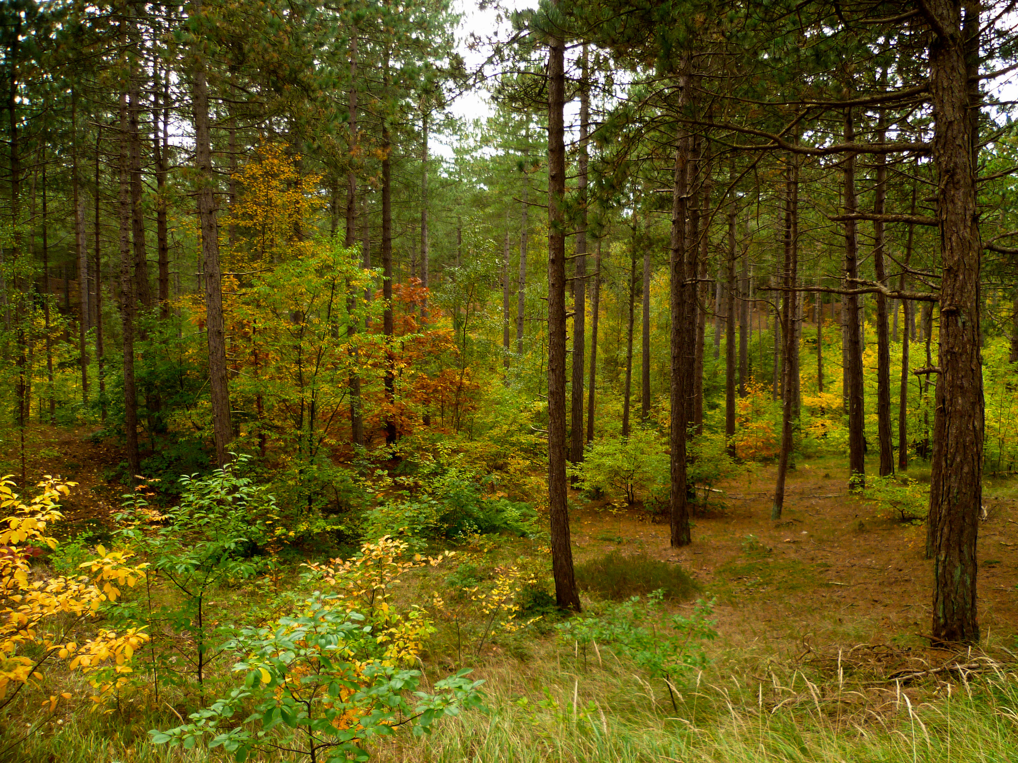 Panasonic DMC-FS10 sample photo. Endless autumn photography