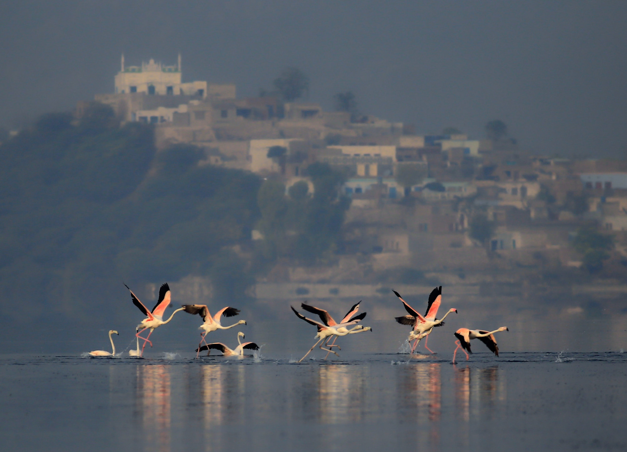 Canon EOS 6D + Canon EF 400mm F5.6L USM sample photo. Ready to take off photography