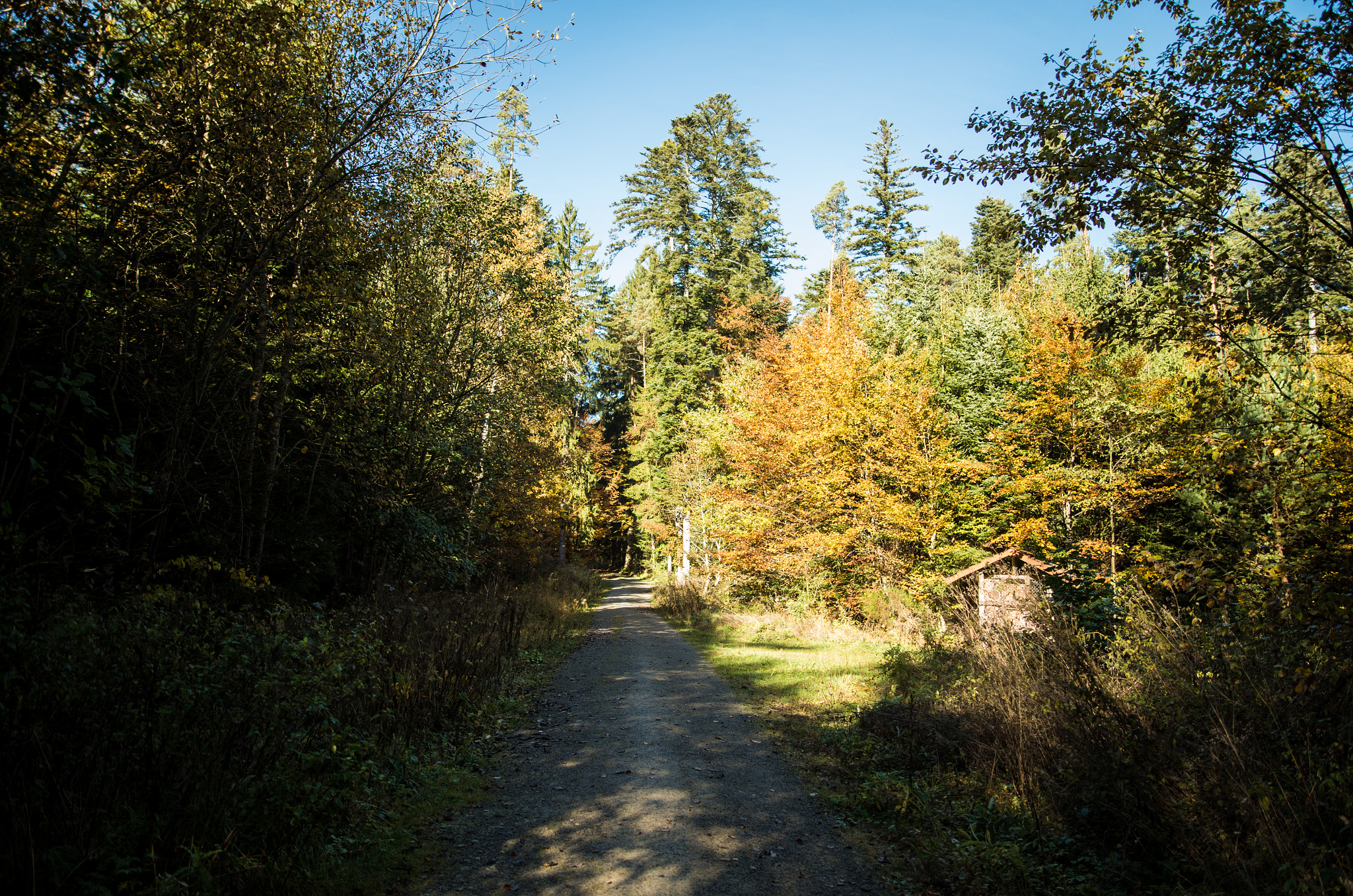 Pentax K-30 + A Series Lens sample photo. Forest track 4 photography