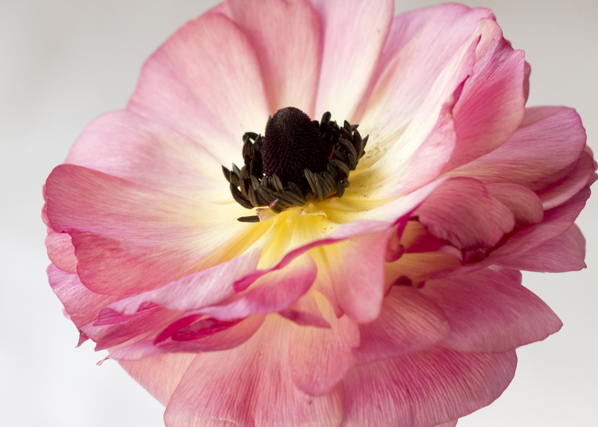 Nikon AF Nikkor 85mm F1.8D sample photo. Anemone photography