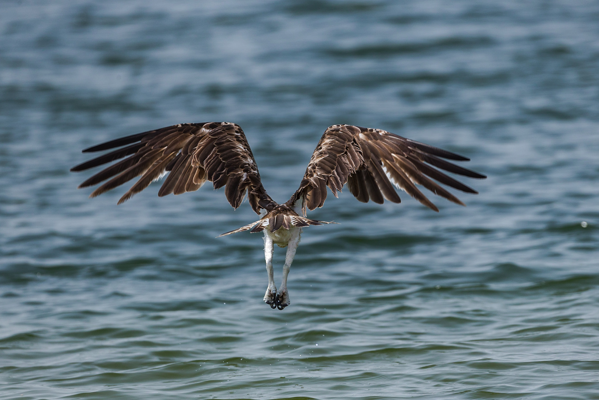 Canon EOS-1D X sample photo. Osprey take off  photography