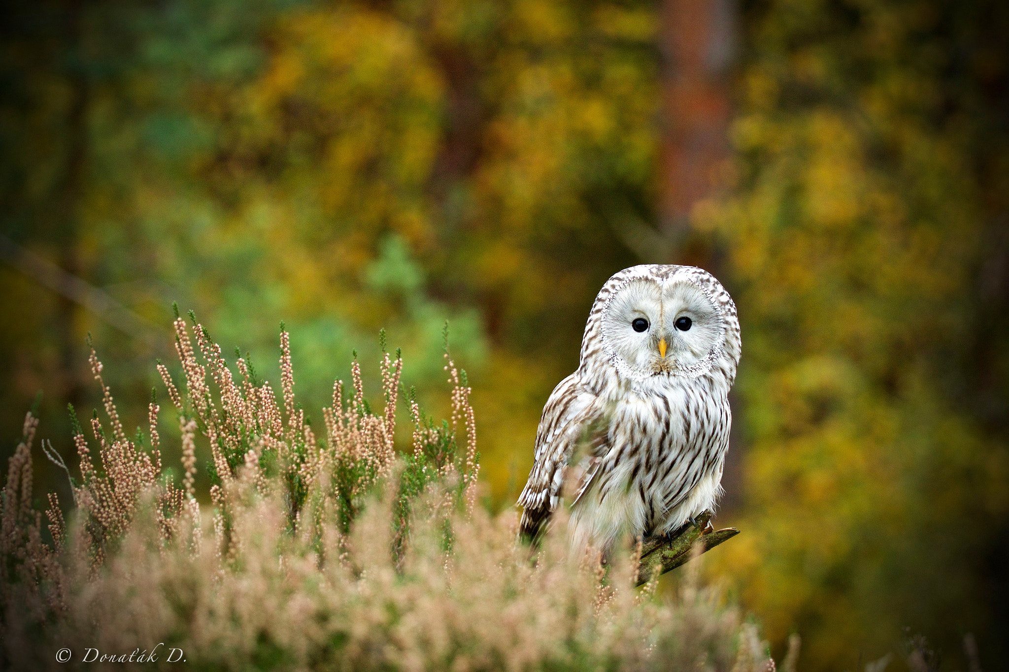 Canon EF 200-400mm F4L IS USM Extender 1.4x sample photo. Puštík bělavý (strix uralensis) photography