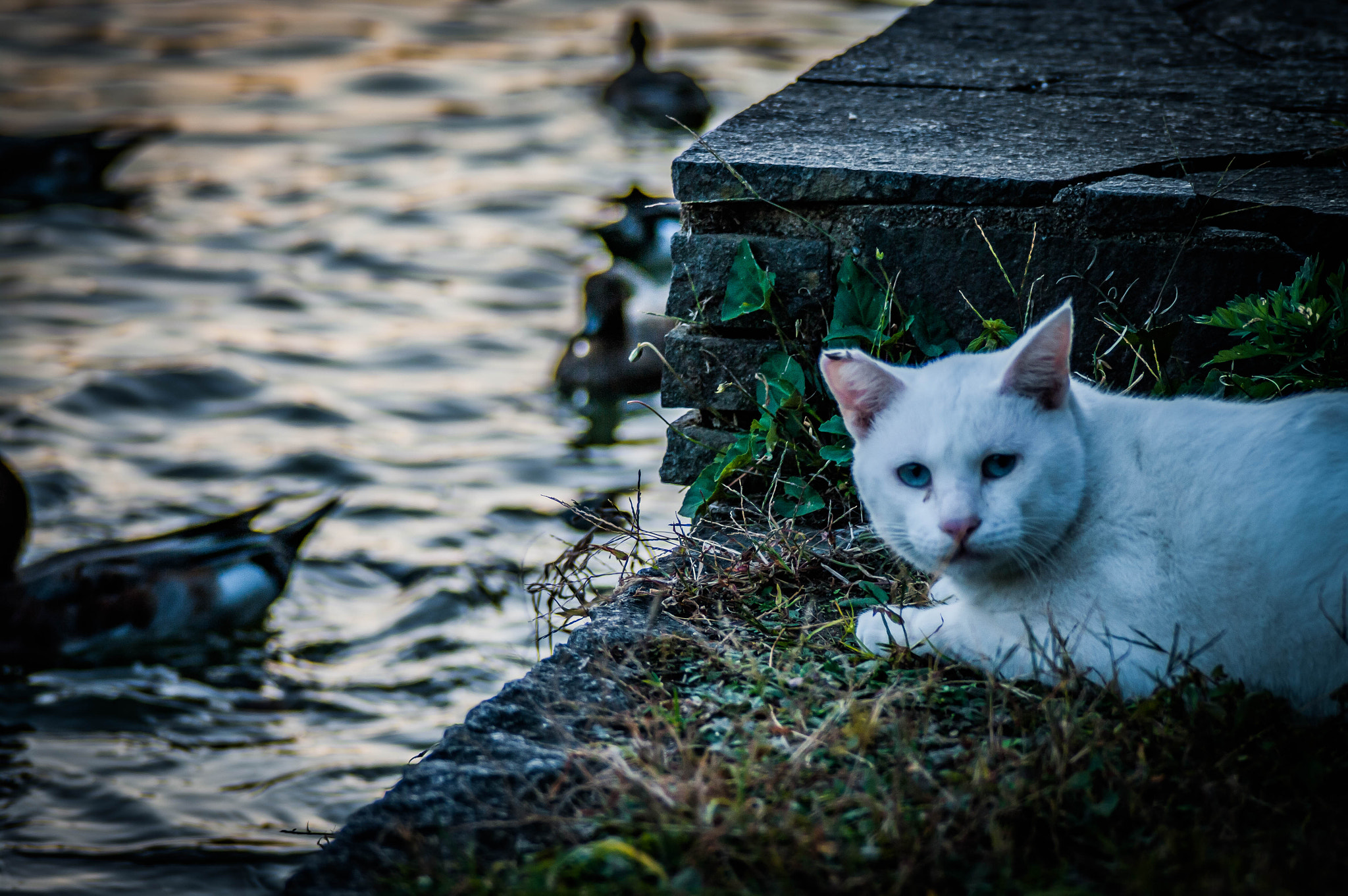 Pentax K20D + Cosina AF 100-300mm F5.6-6.7 sample photo