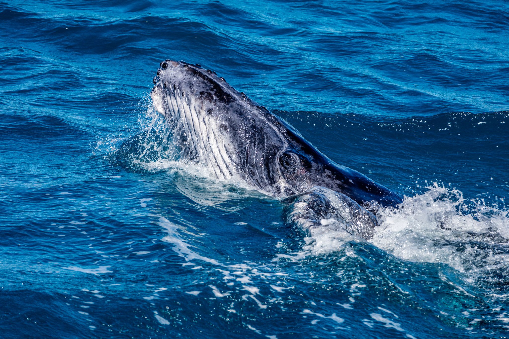Canon EF 70-200mm F2.8L IS II USM sample photo. Buckle whale kickn off photography