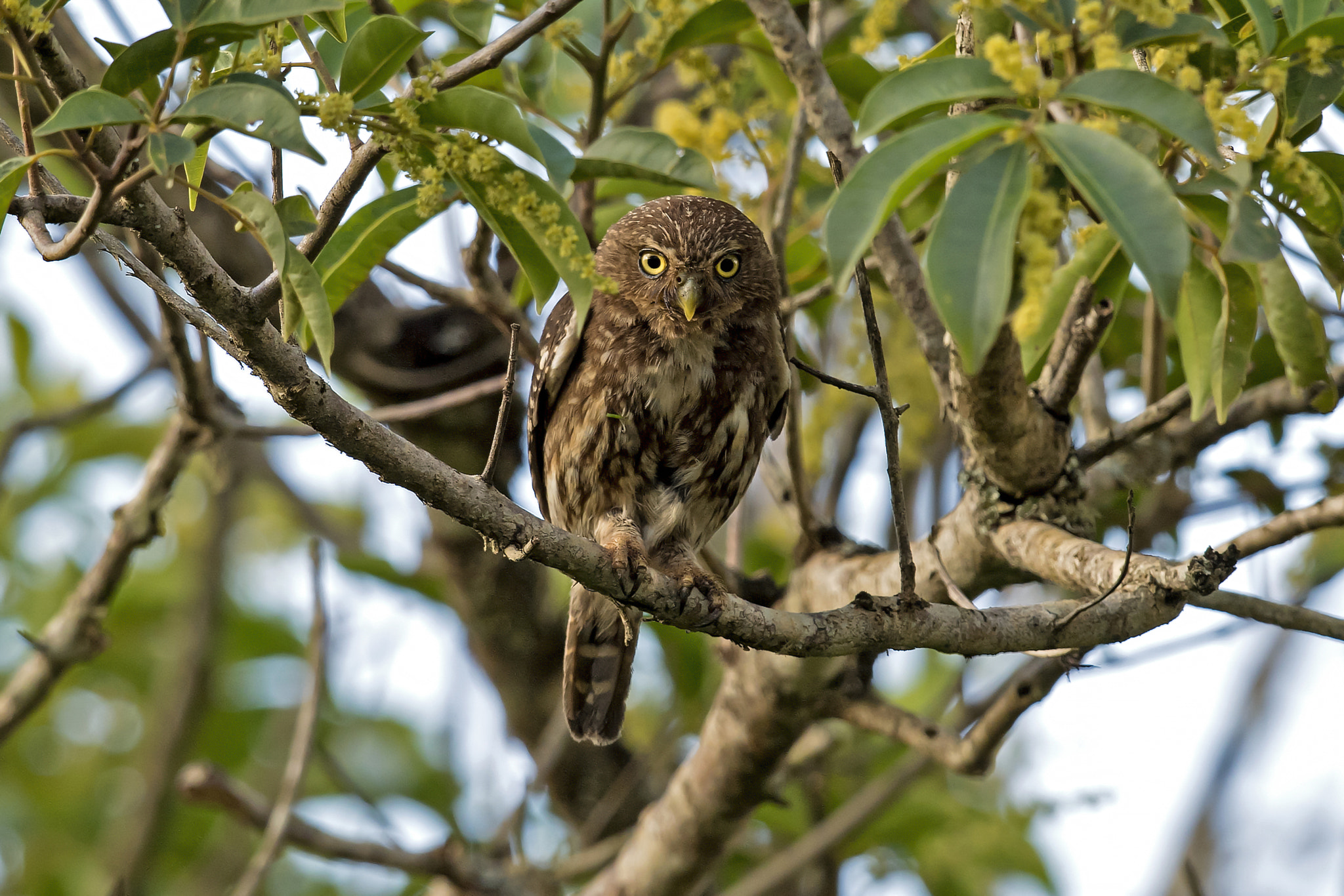 Nikon AF-S Nikkor 800mm F5.6E FL ED VR sample photo. Ferruginous pygmy-owl photography
