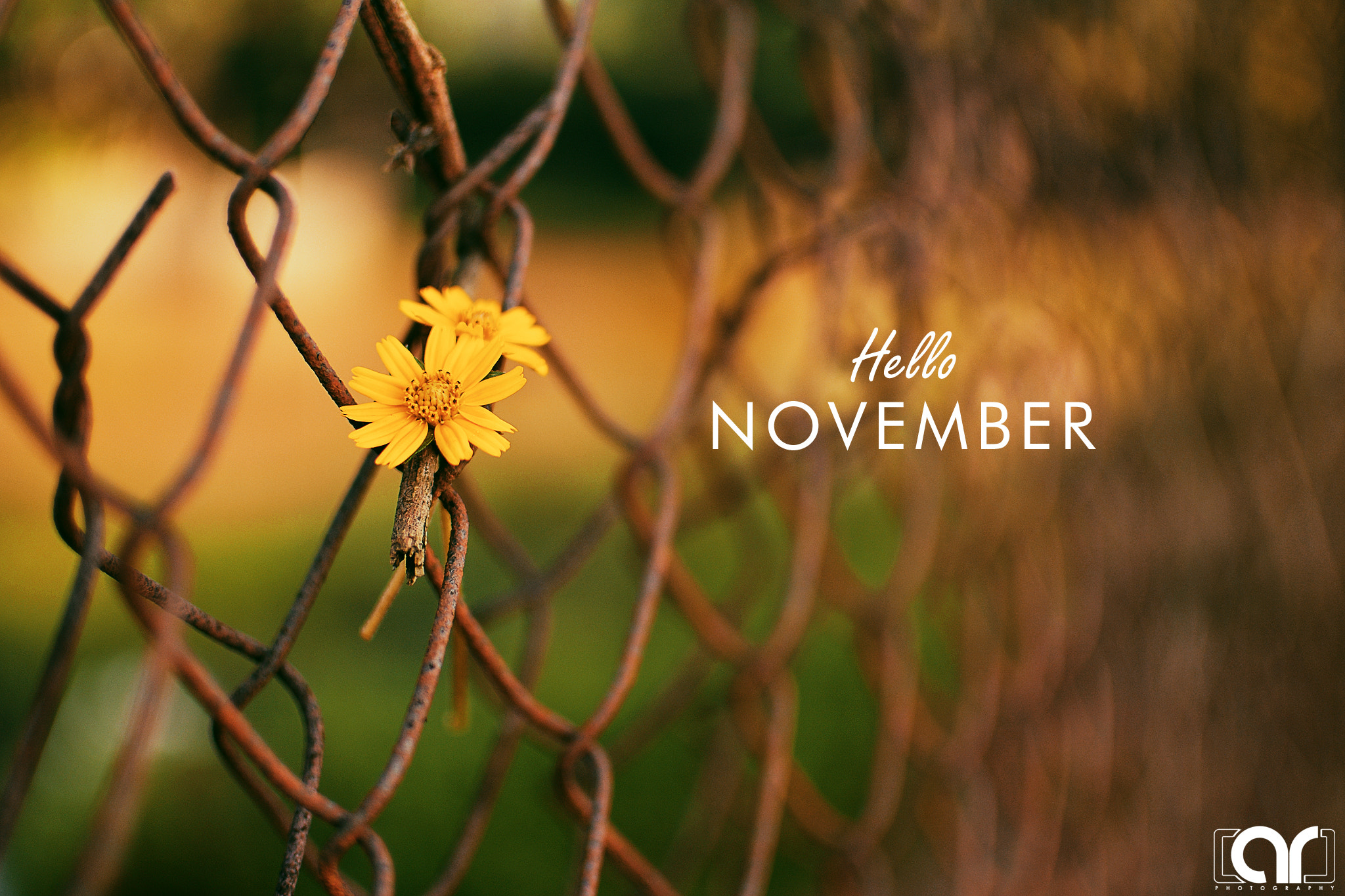 Nikon D5200 sample photo. Hello november photography