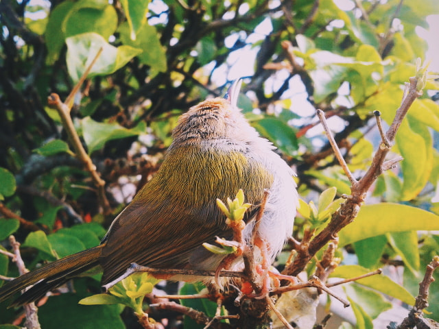 Samsung Galaxy Ace sample photo. Green living bird photography