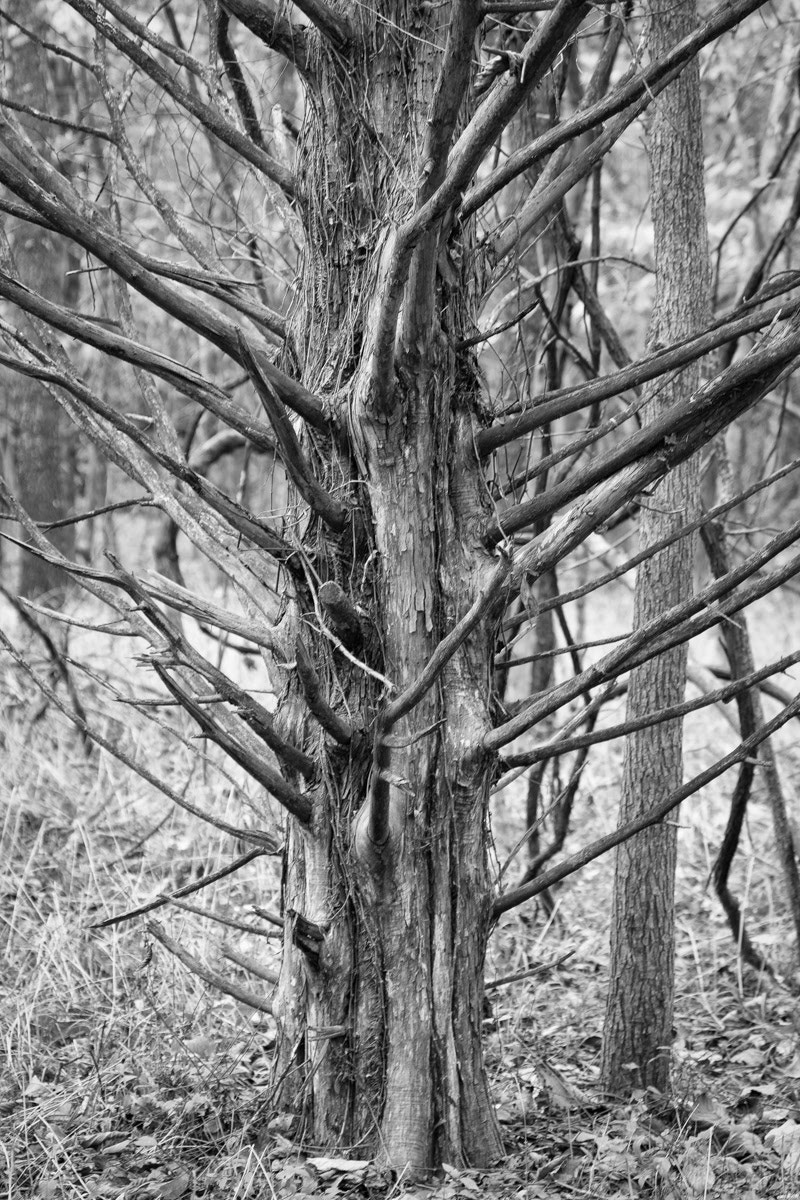 Canon EF 70-300mm F4-5.6 IS USM sample photo. All religions, arts and sciences are branches of the same tree. -albert einstein photography