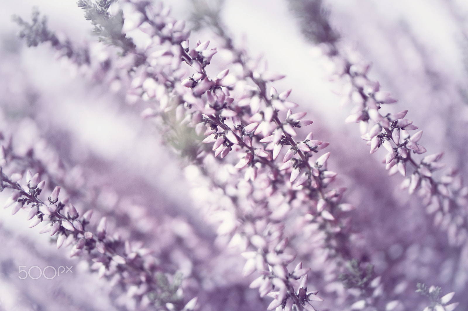 Samsung NX30 + Samsung NX 60mm F2.8 Macro ED OIS SSA sample photo. Heather photography