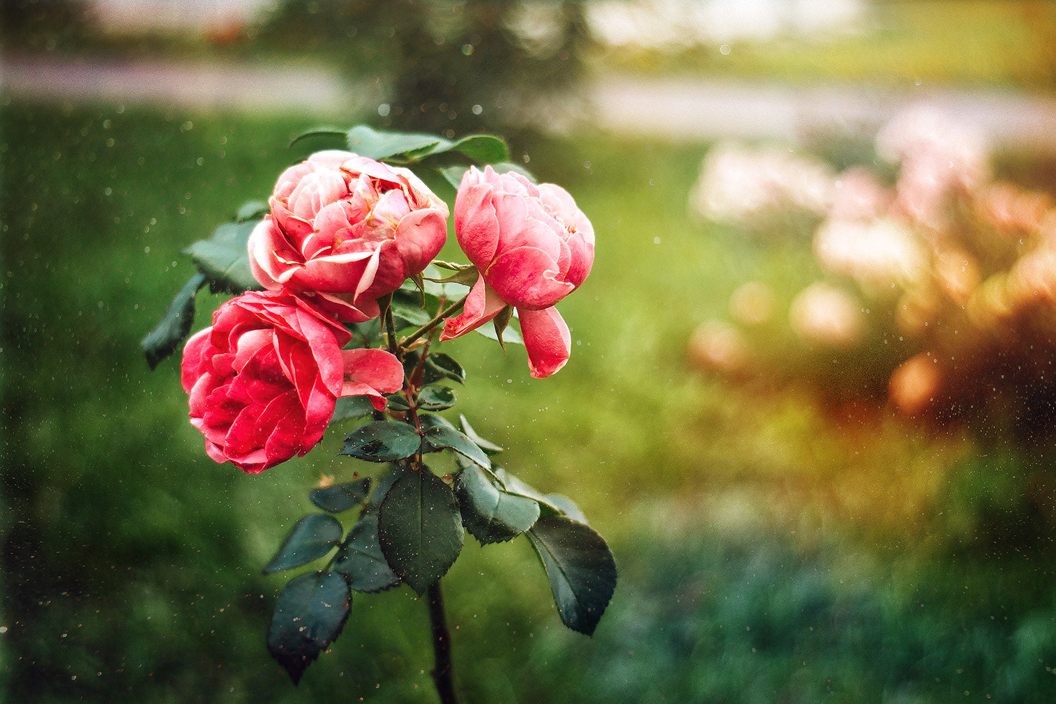 Canon EF 35-80mm f/4-5.6 sample photo. Flowers in a magical garden photography
