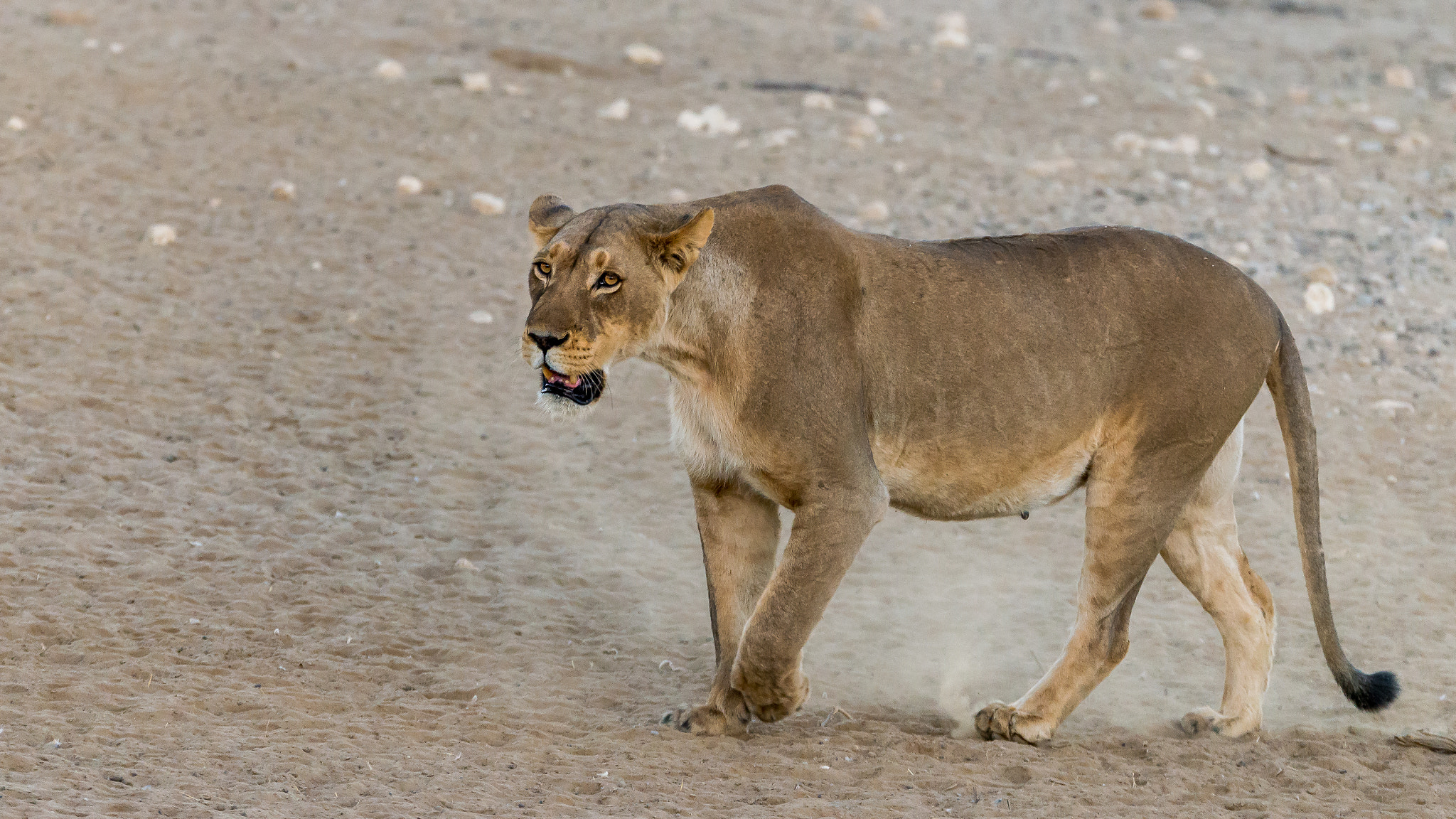 Sigma 150-600mm F5-6.3 DG OS HSM | S sample photo. Intent photography