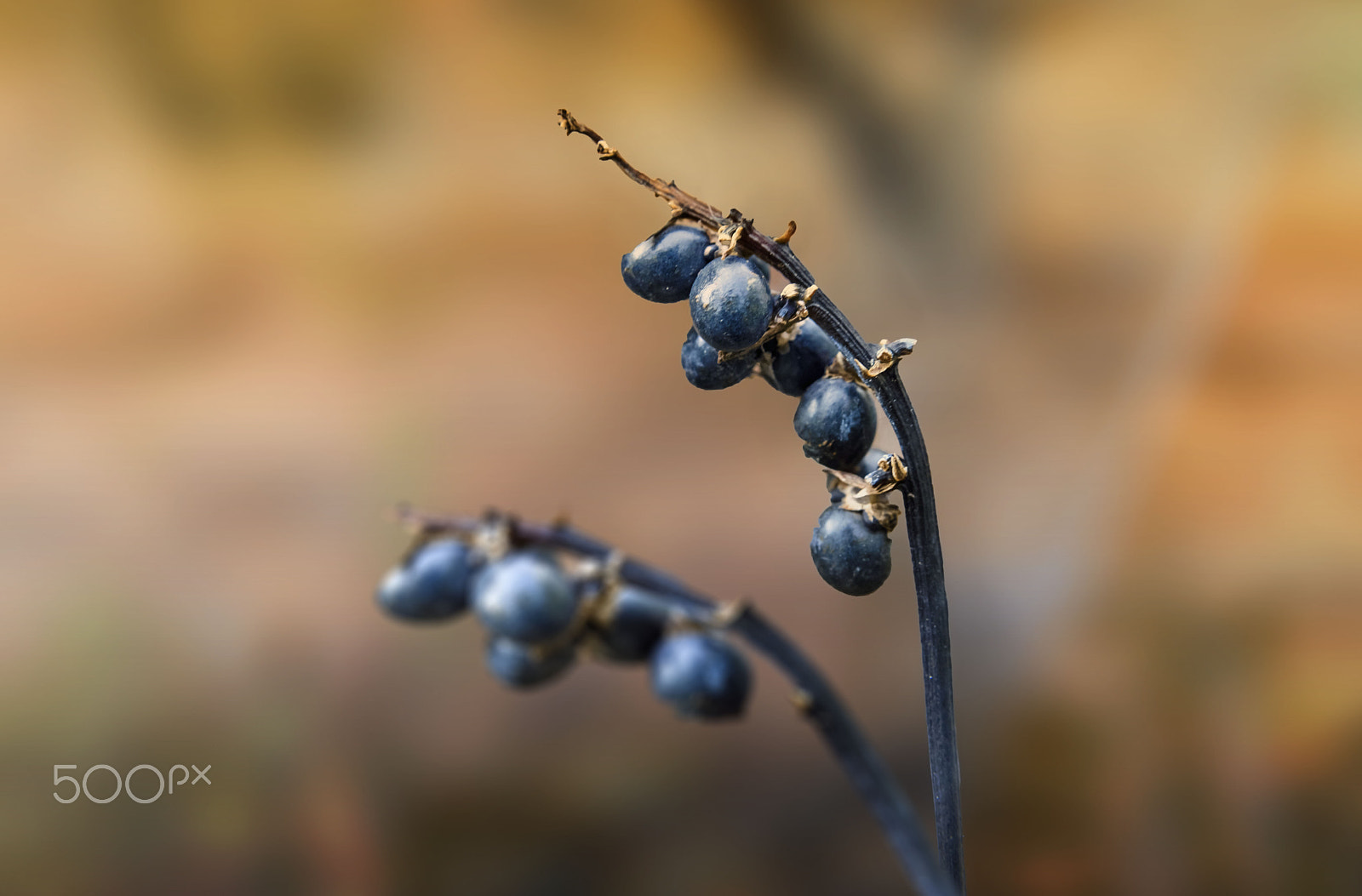 Nikon AF Nikkor 24-85mm F2.8-4D IF sample photo. Autumn fruits.. photography