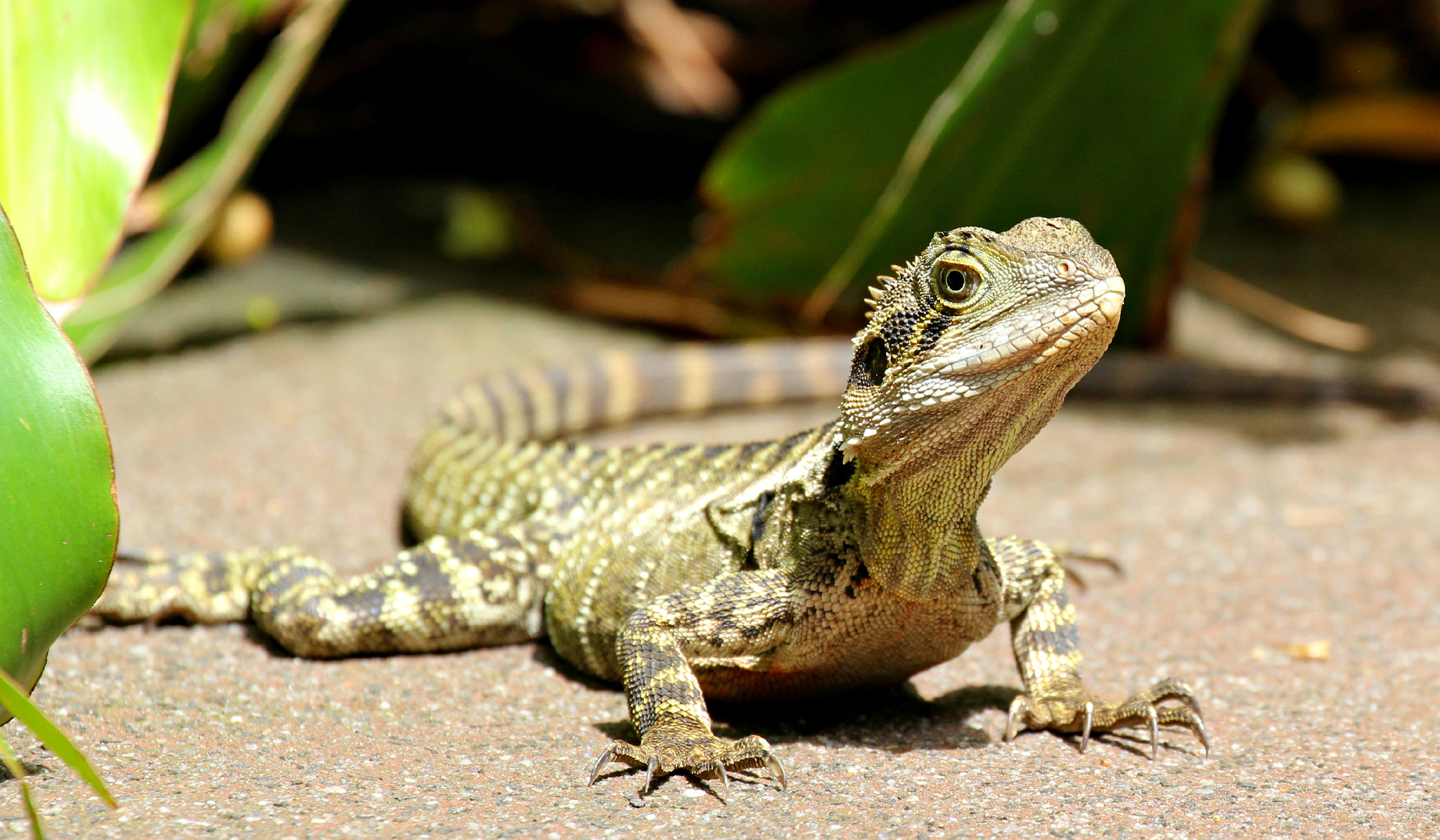 Canon EF 70-300mm F4-5.6L IS USM sample photo. Australian lizard photography
