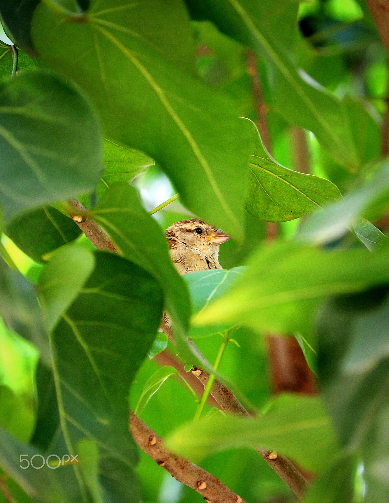 Canon EF-S 55-250mm F4-5.6 IS STM sample photo. Living in green photography