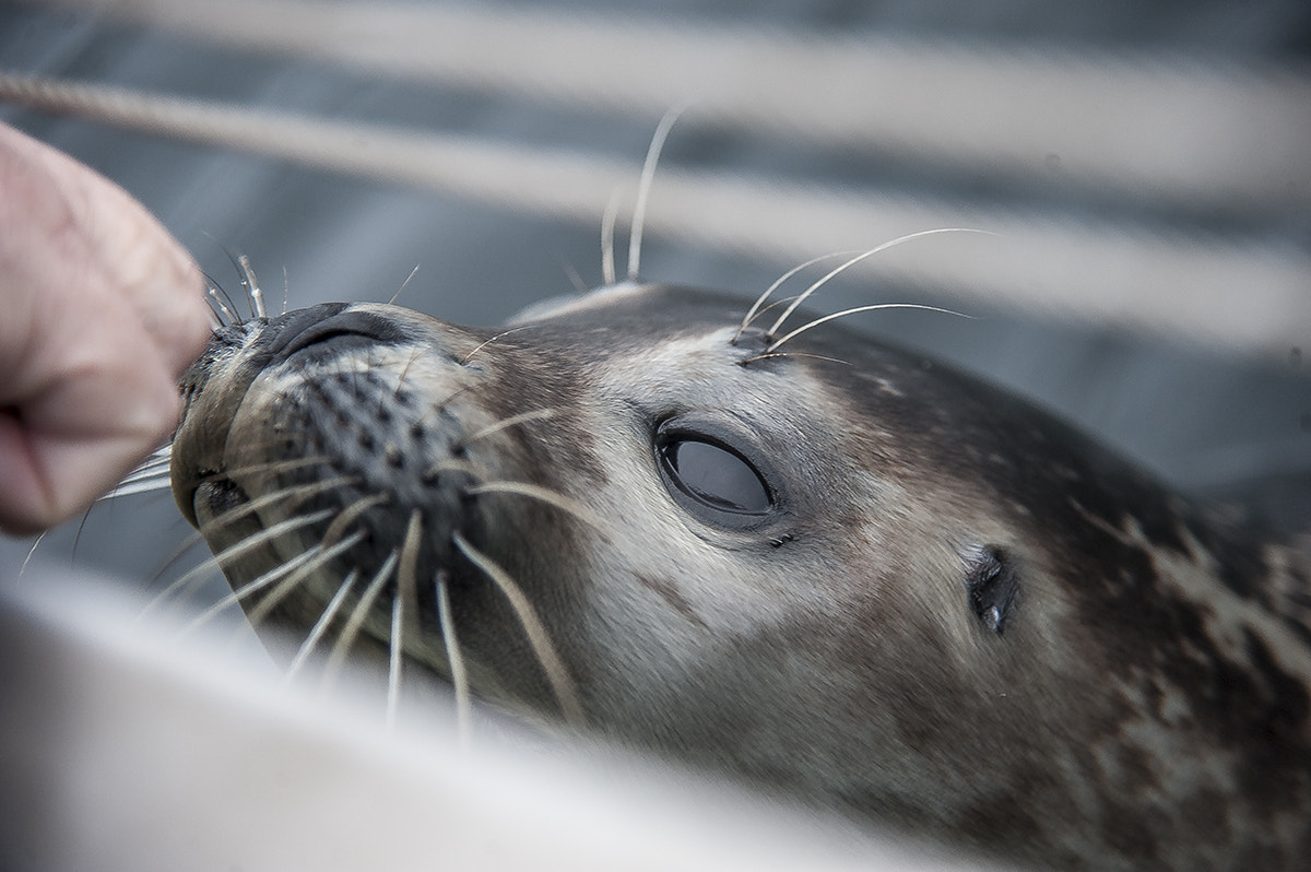 Nikon D3 sample photo. Gray seal acquainted photography