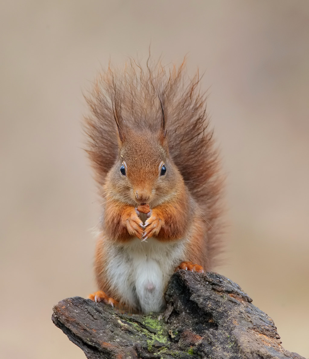Canon EOS-1D X + Canon EF 500mm F4L IS USM sample photo. Red squirrel, male

 photography