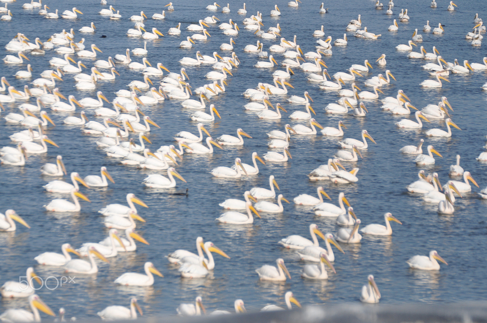 Nikon D90 sample photo. Pelicans photography