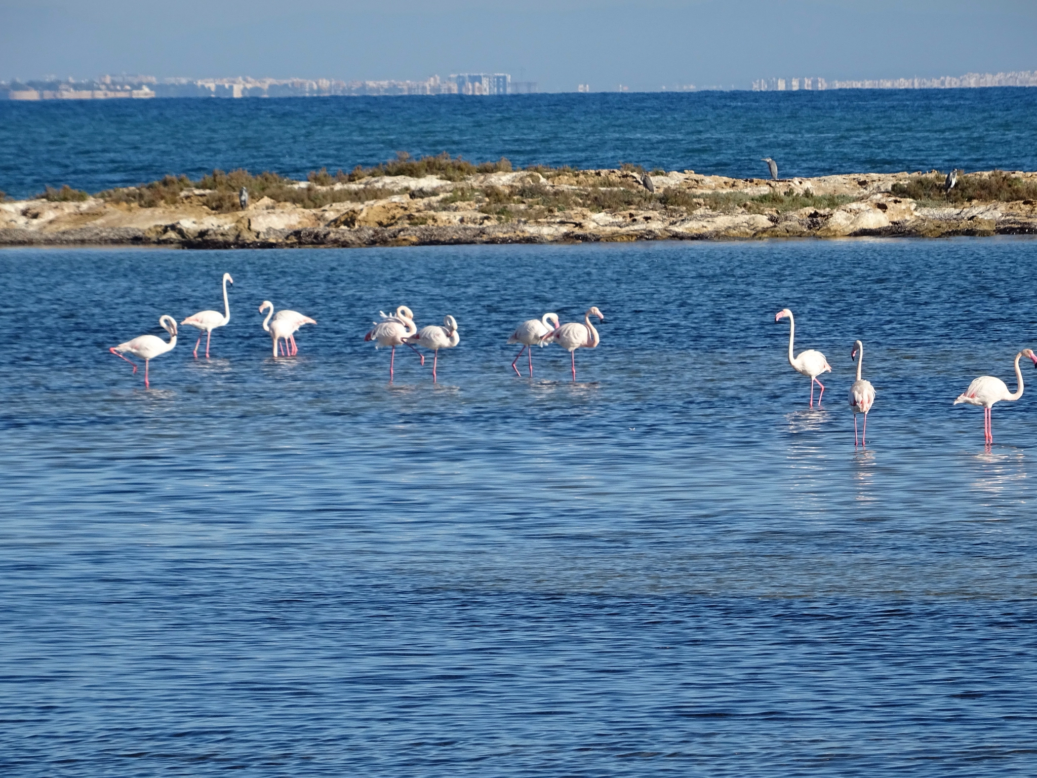 Sony DSC-HX60V + Sony 24-720mm F3.5-6.3 sample photo. Flamencos photography