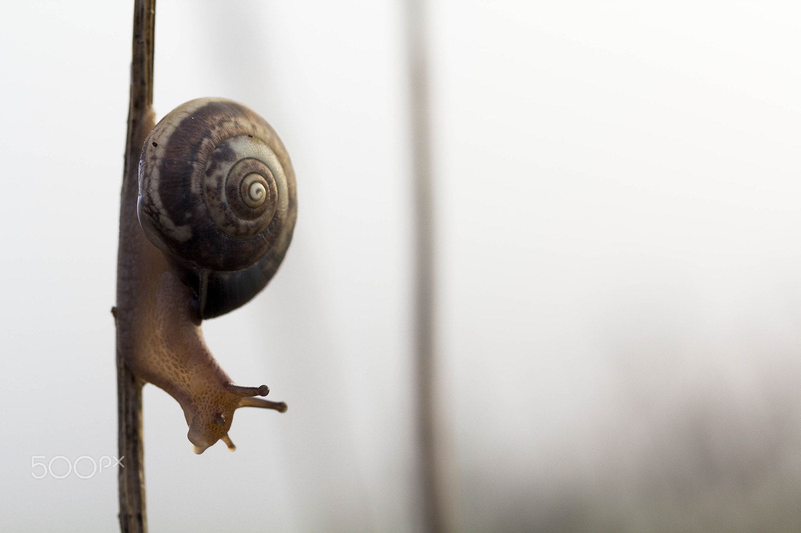 Canon EOS 60D + Canon EF 50mm F2.5 Macro sample photo. Going down photography